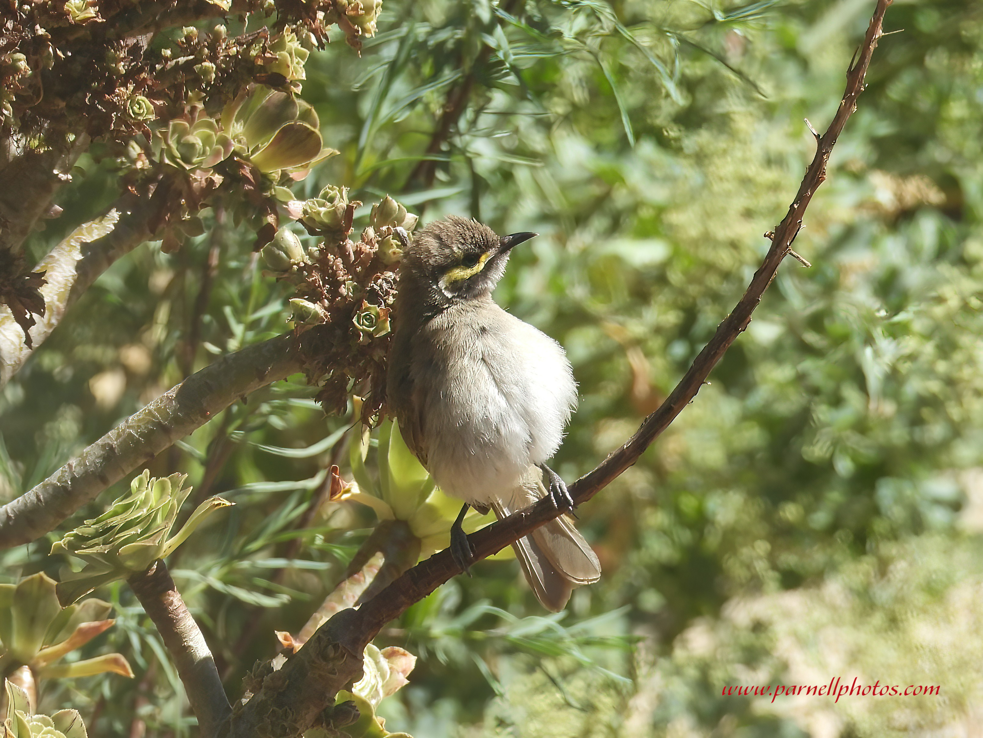 Cute Singing Honeyeater