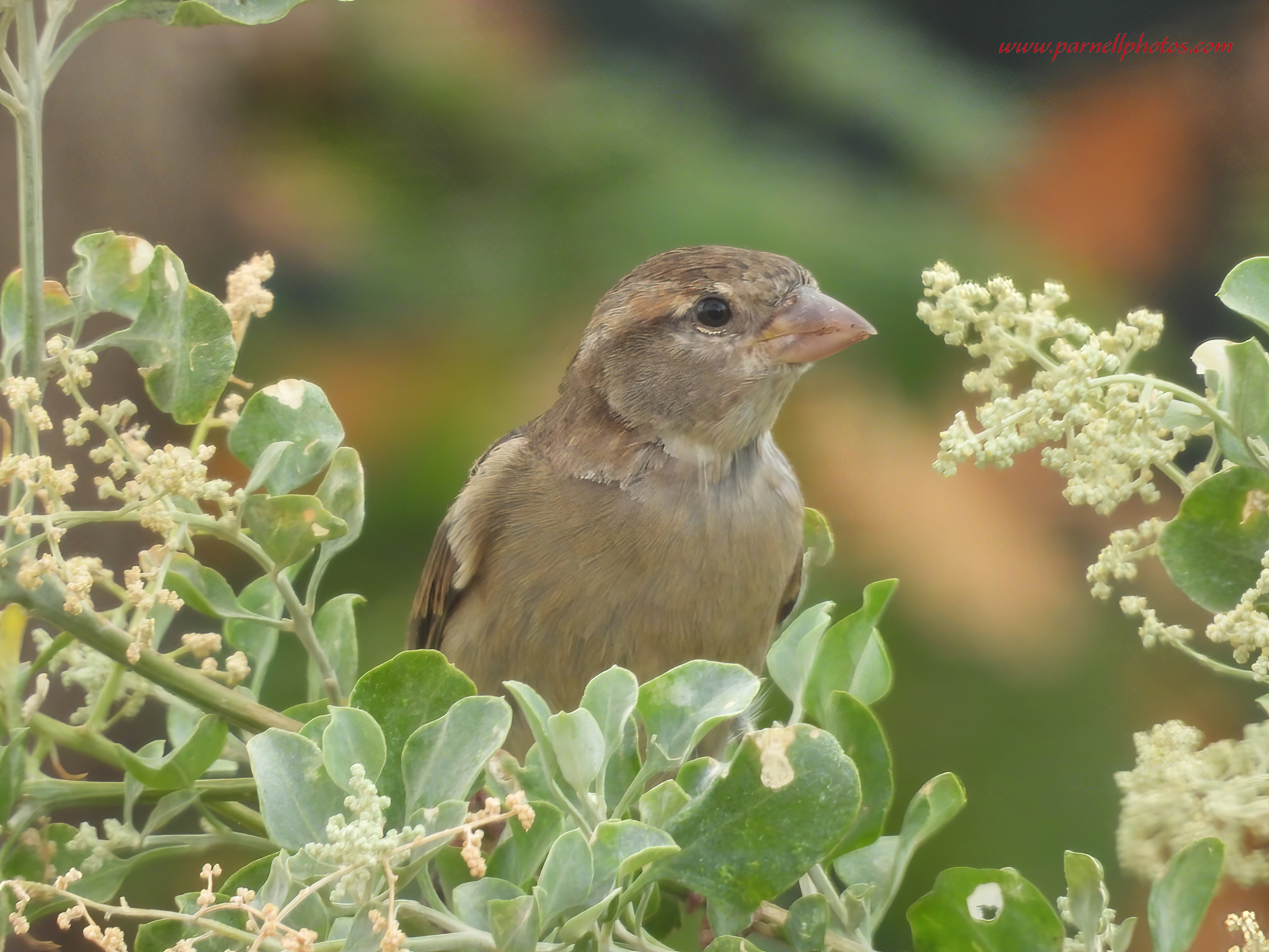 Cute Sparrow