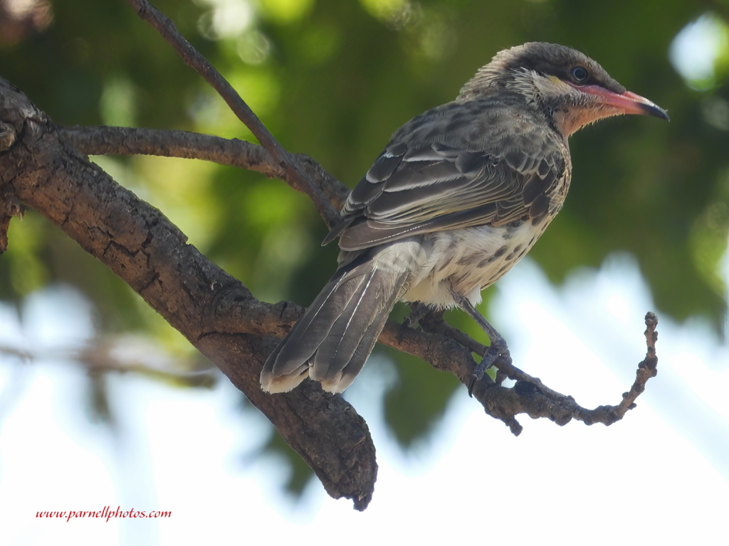 Cute Spiny-cheeked Honeyeater