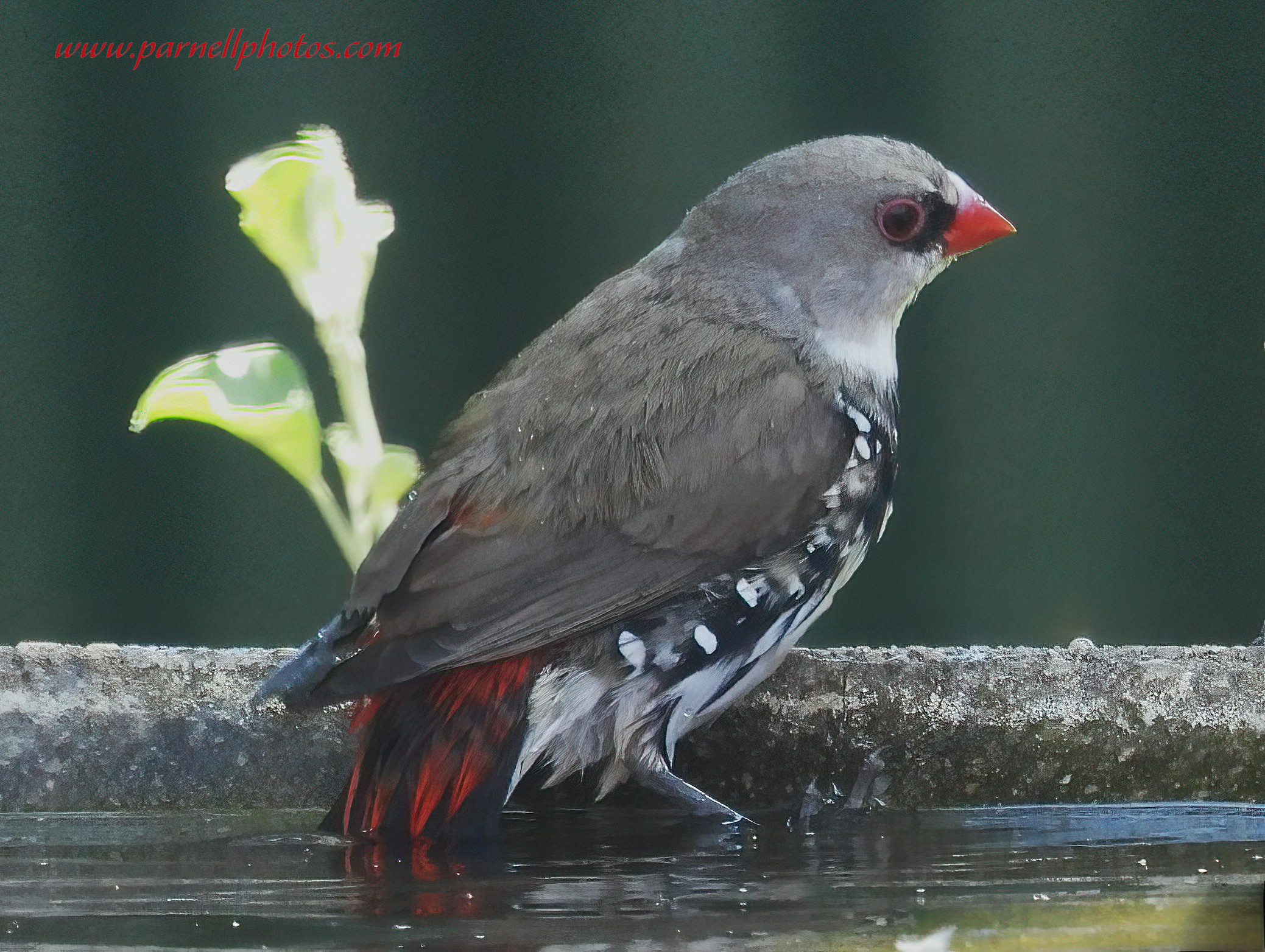 Diamond Firetail Bath Time