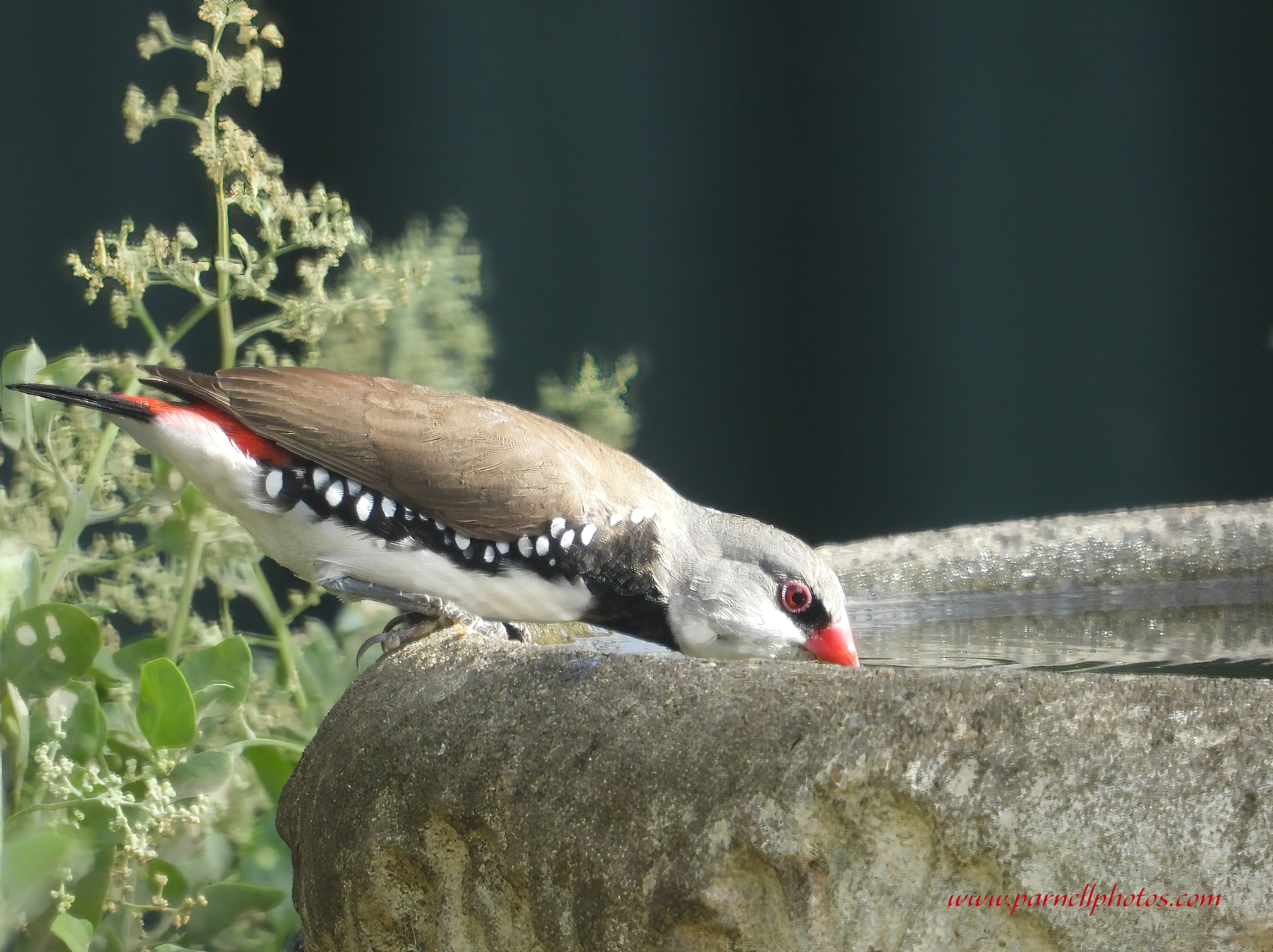 Diamond Firetail Drinking