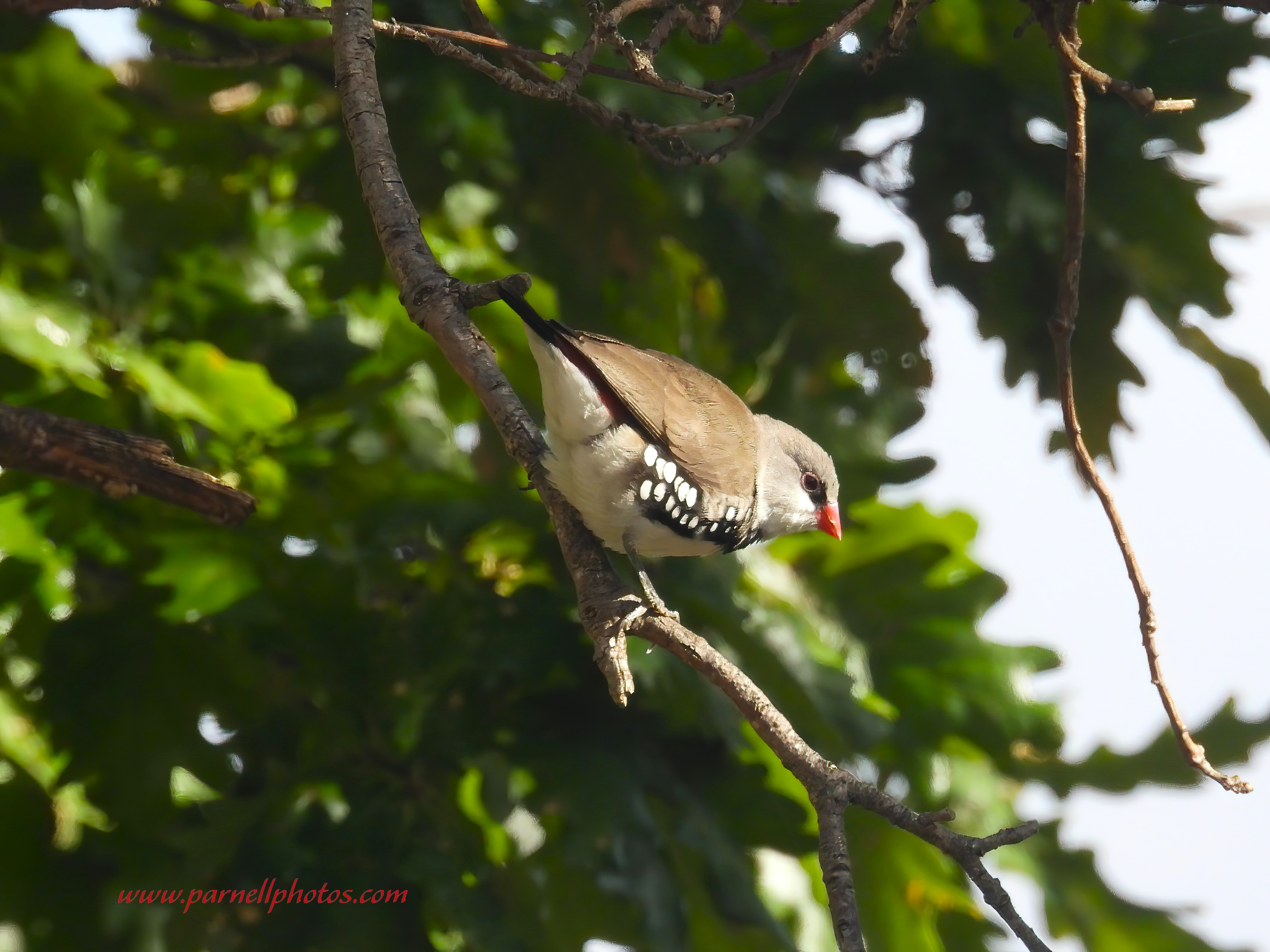 Diamond Firetail