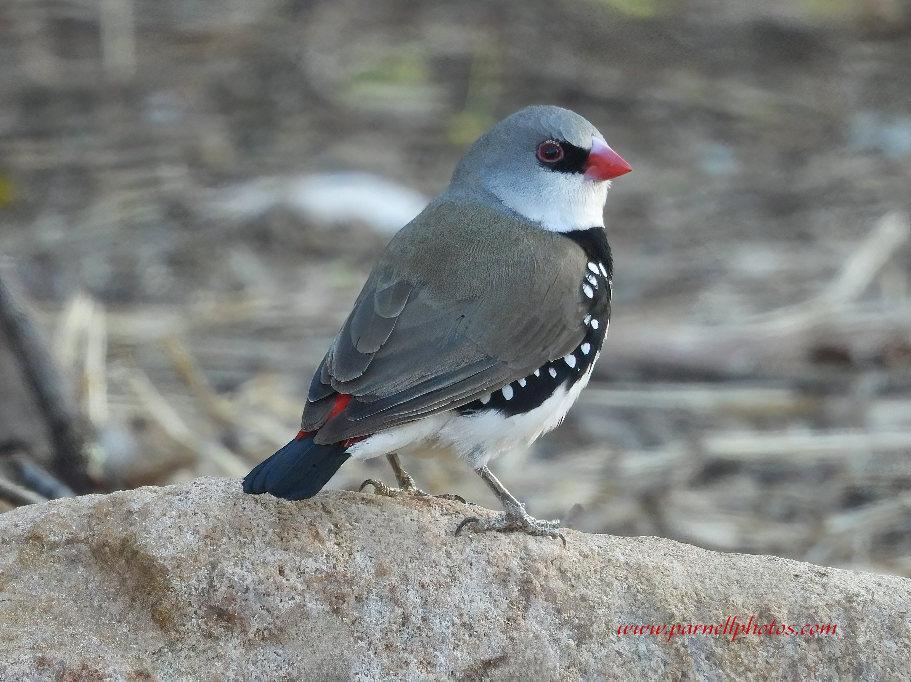 Diamond Firetail on Rock