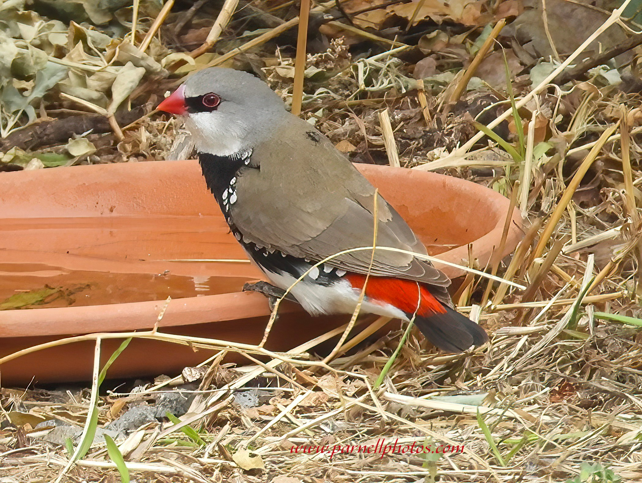 Diamond Firetail on Saucer