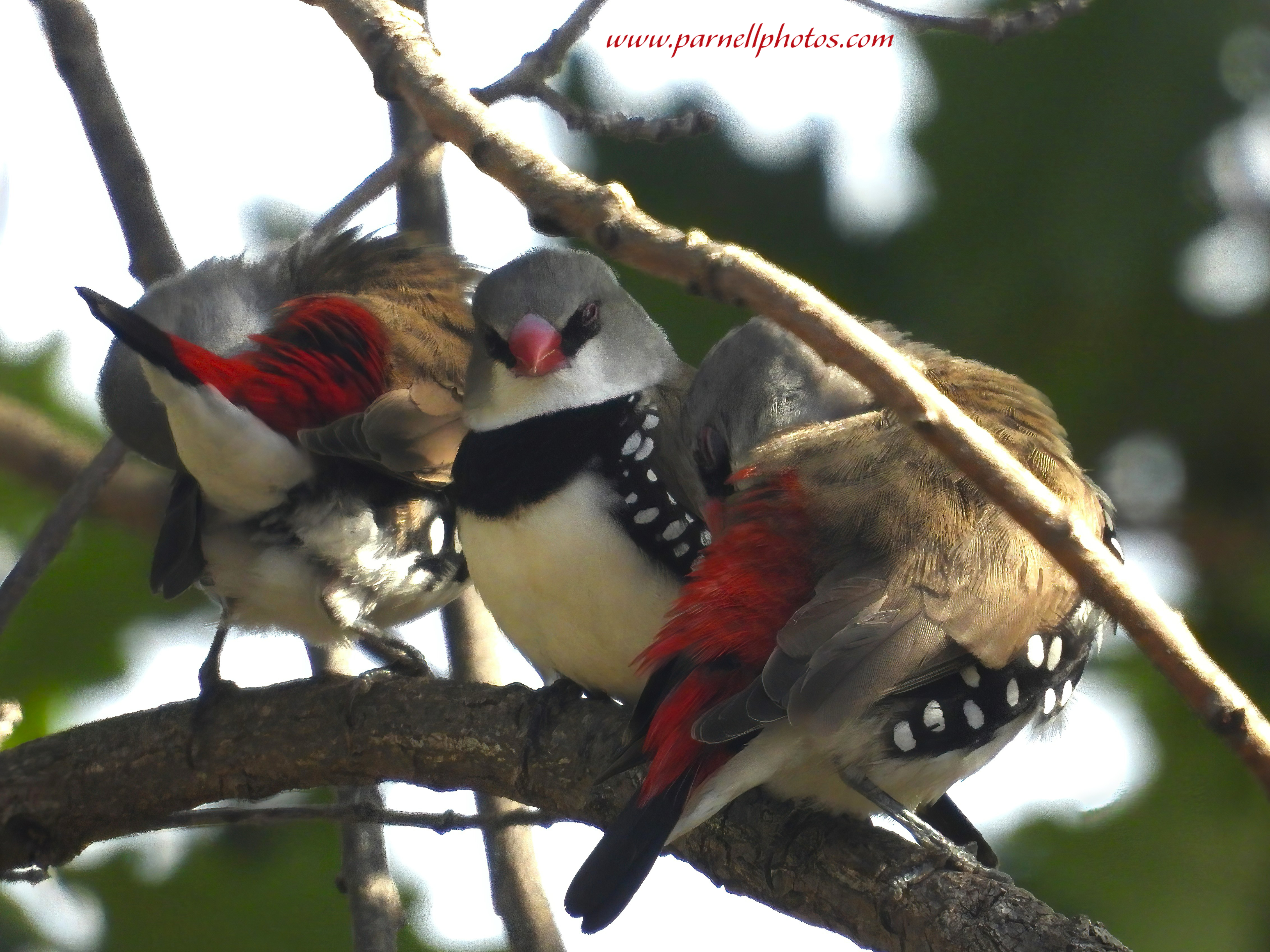 Diamond Firetails Preening Time