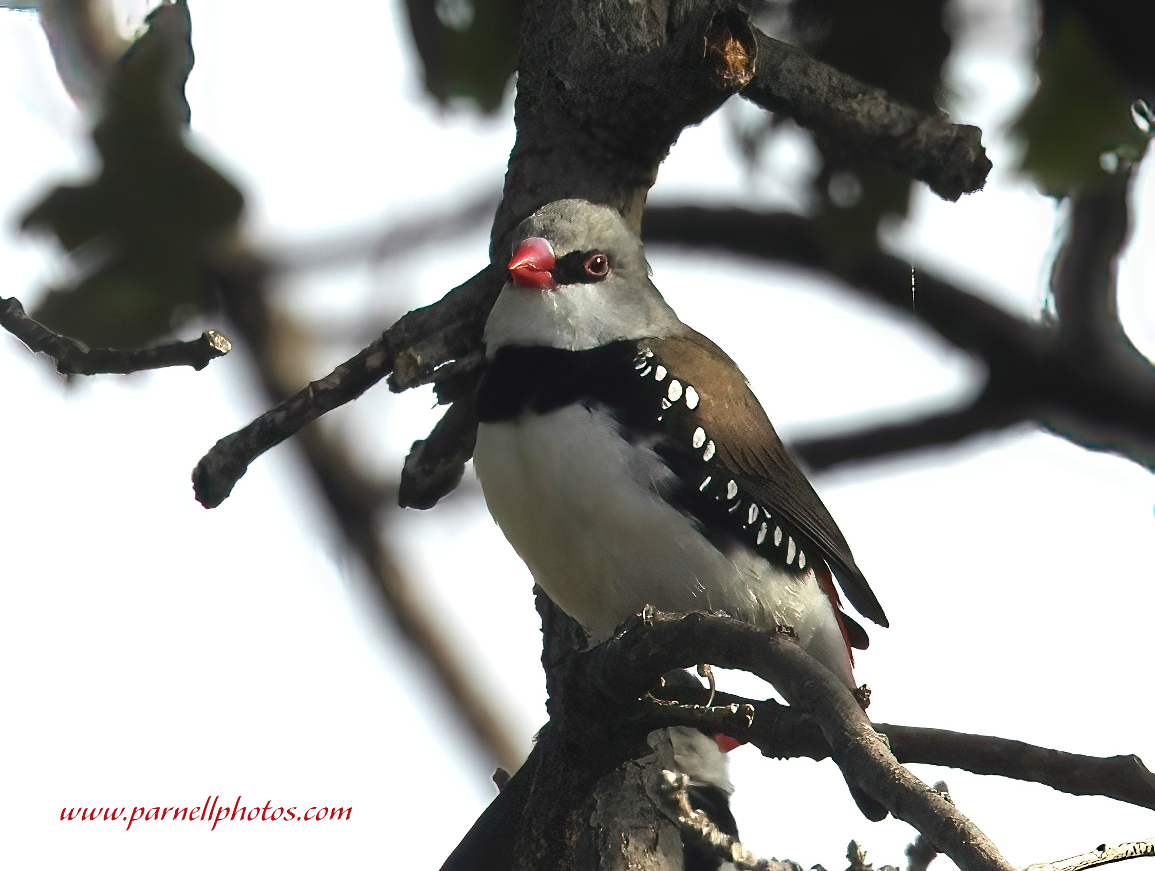 Diamond Firetail on Grey Day