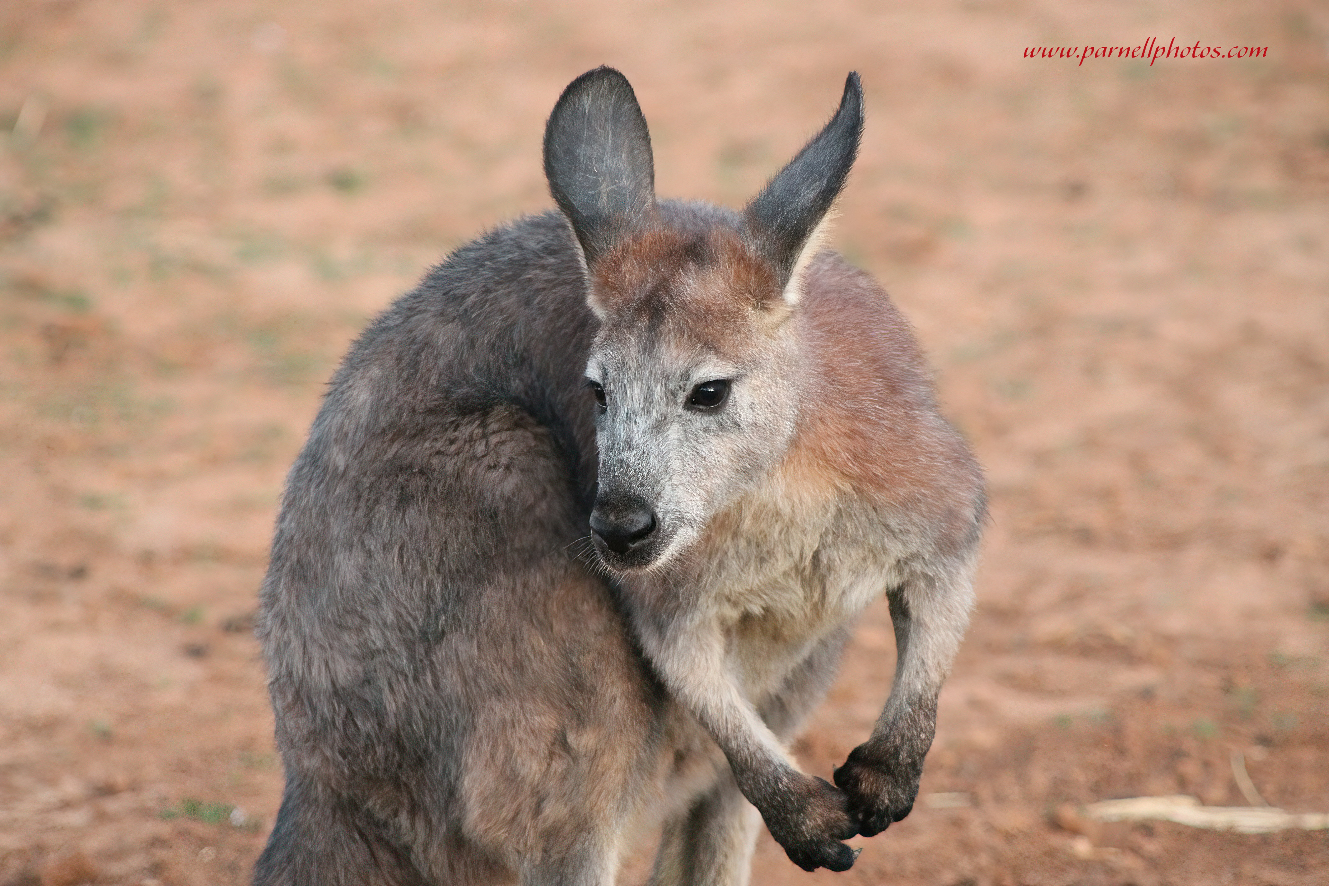 Euro Wallaroo