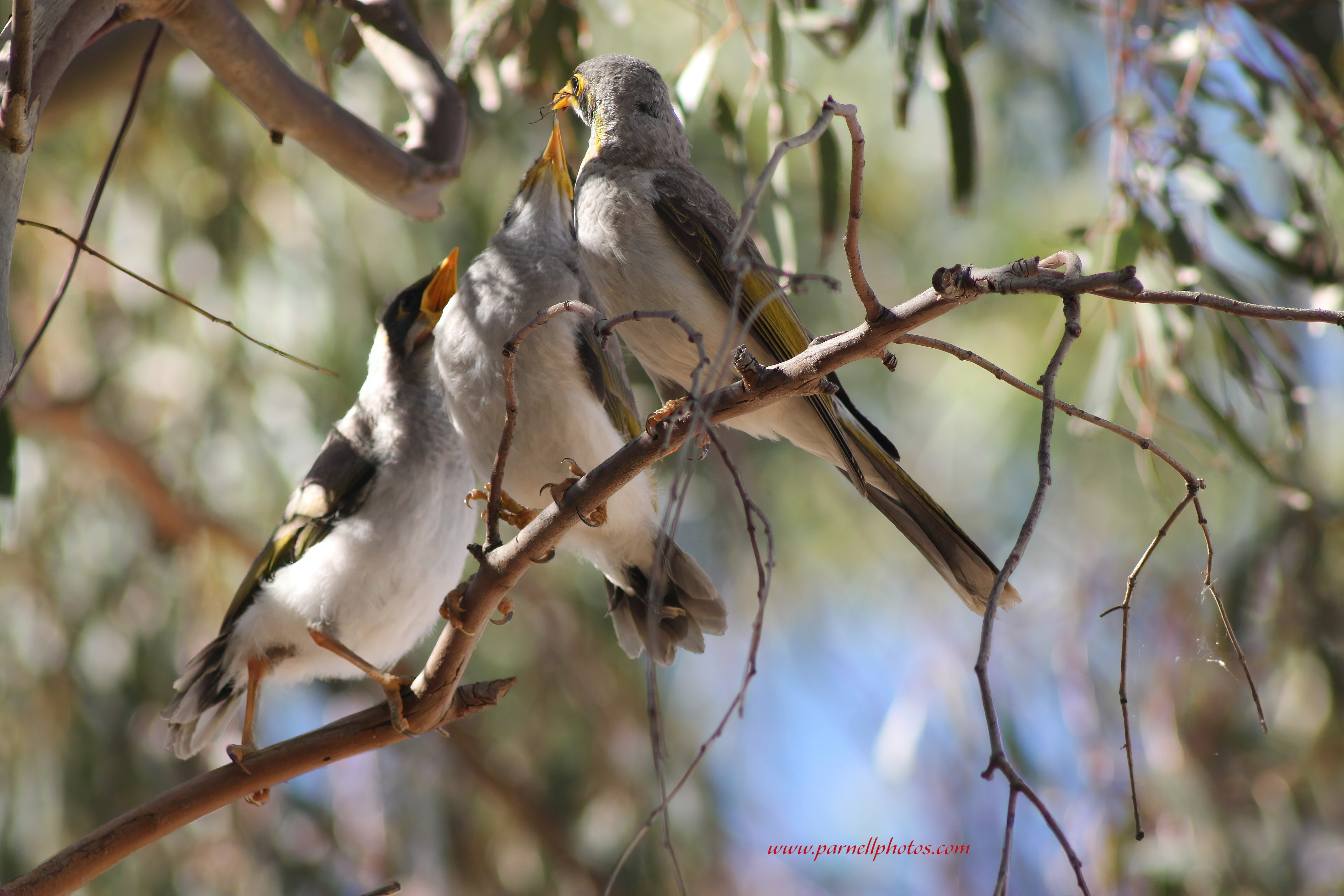 Feeding Baby Miner Birds