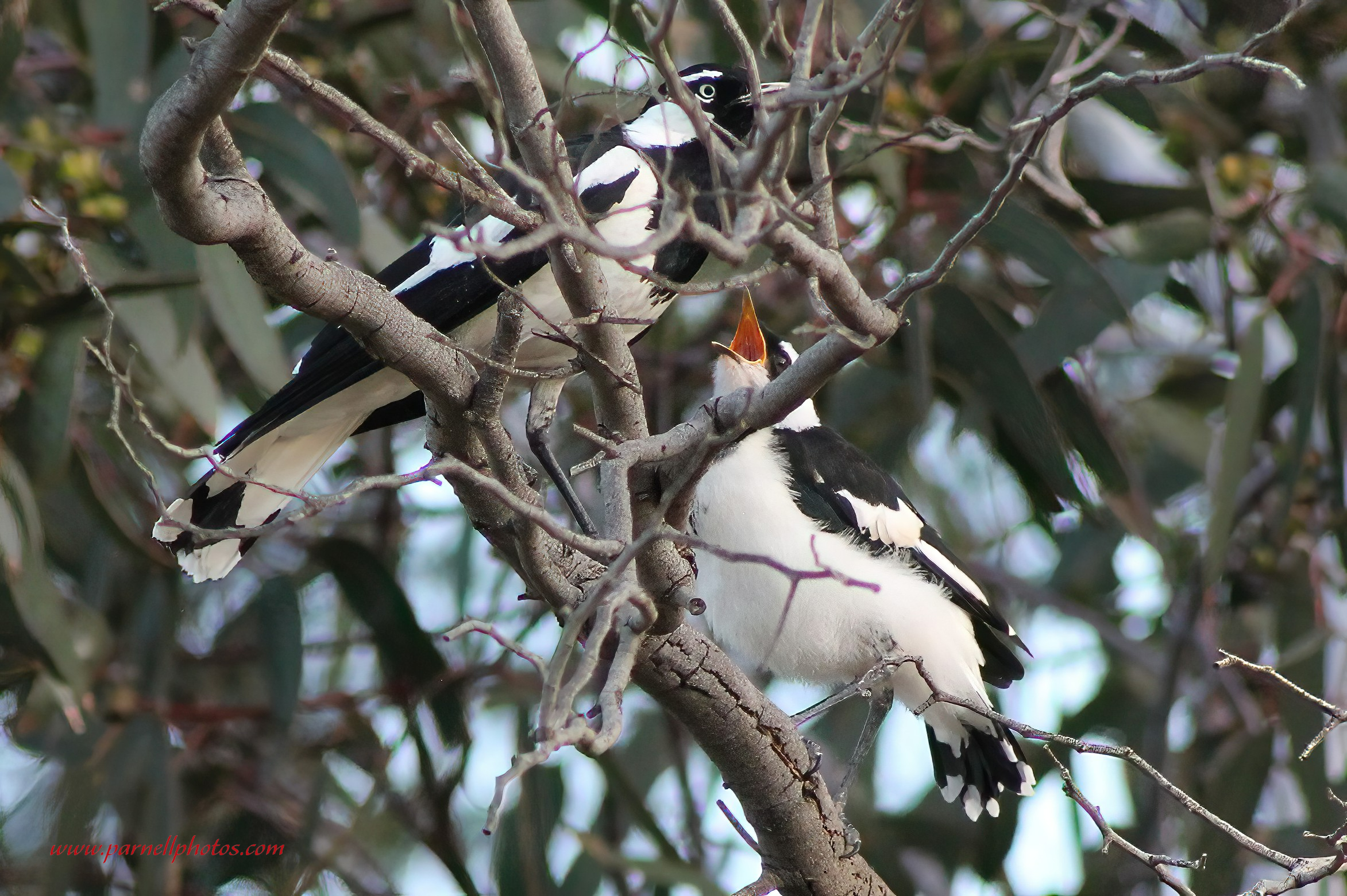 Feeding Time