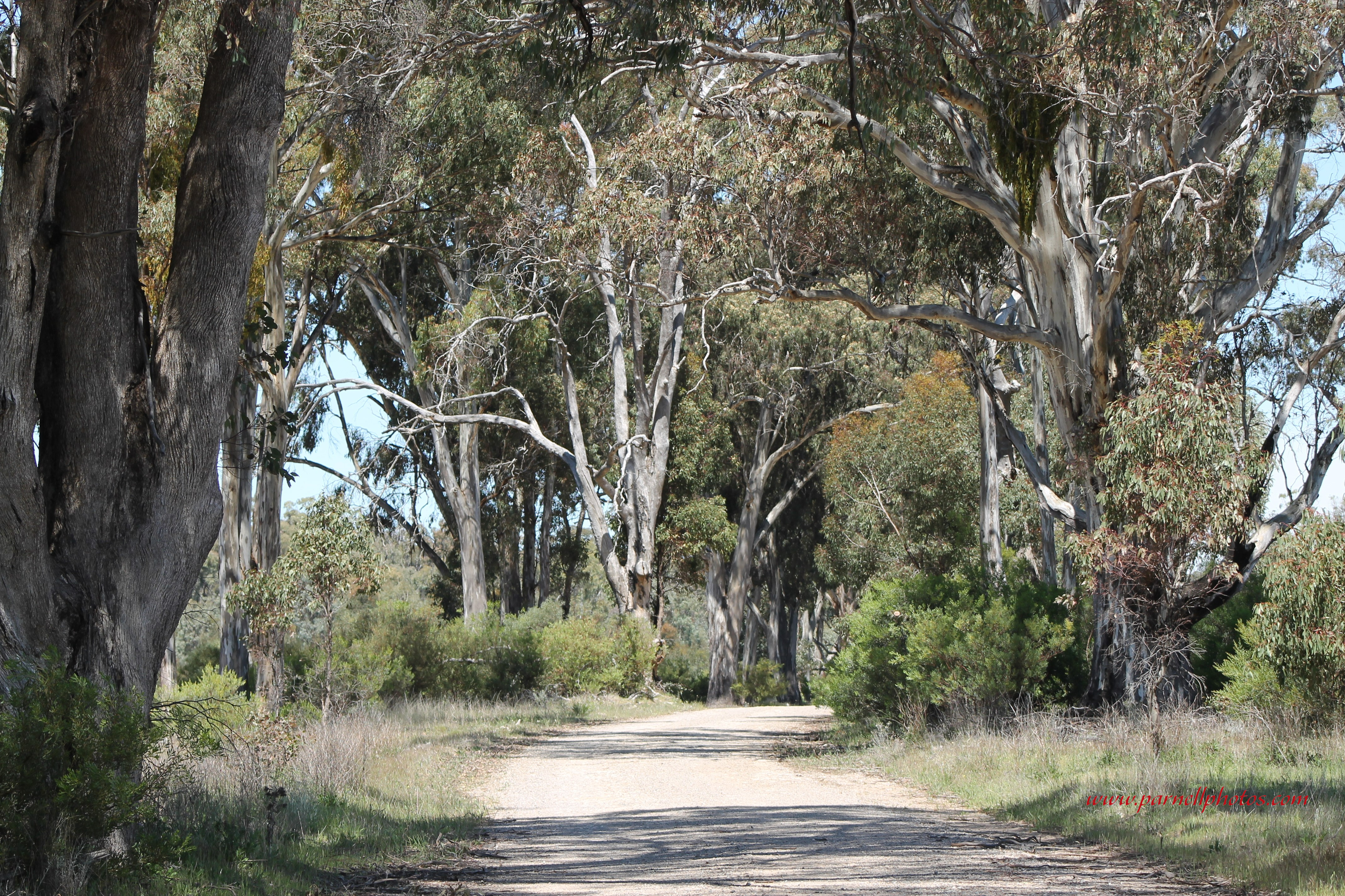 Forest Road