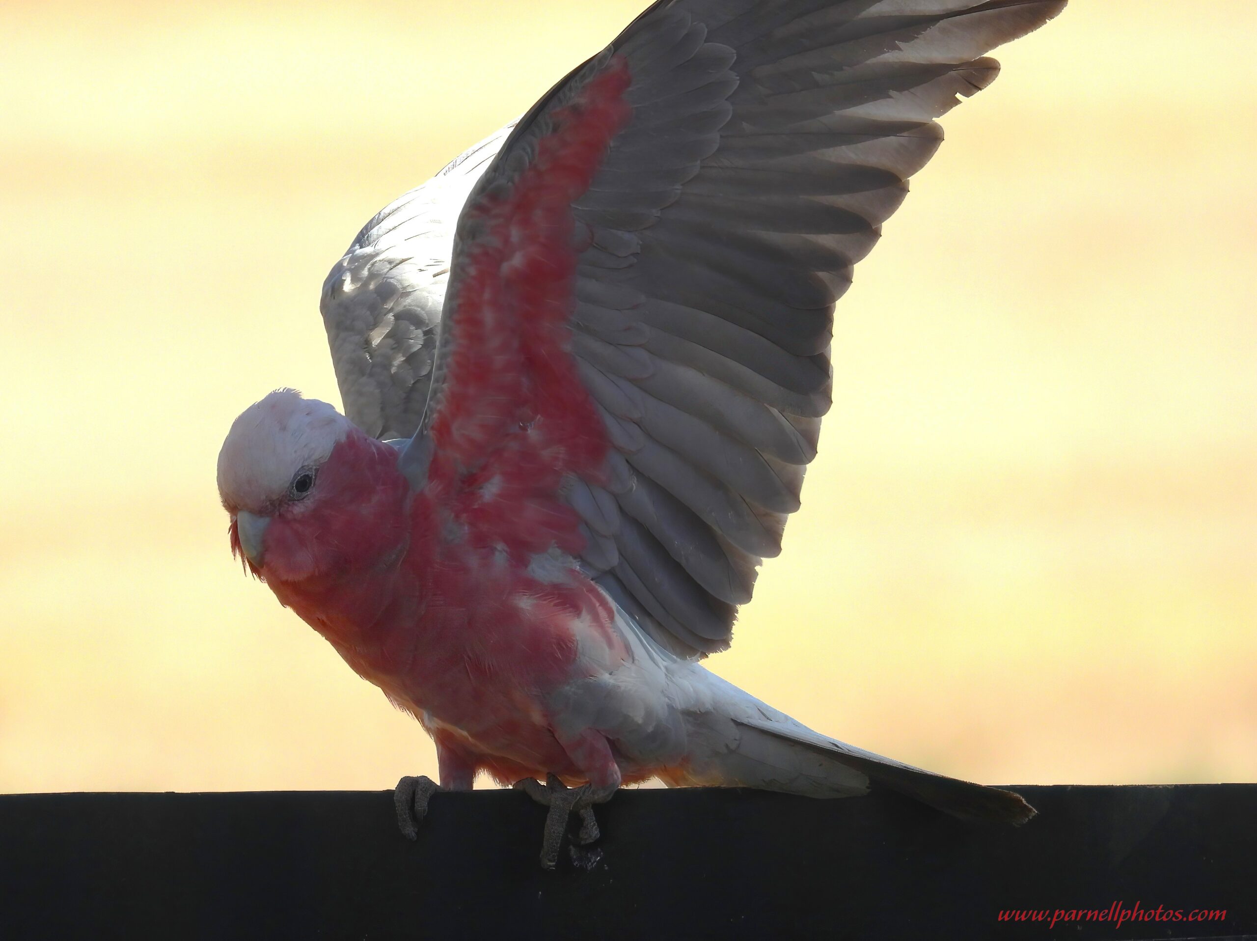 Galah Dropping In