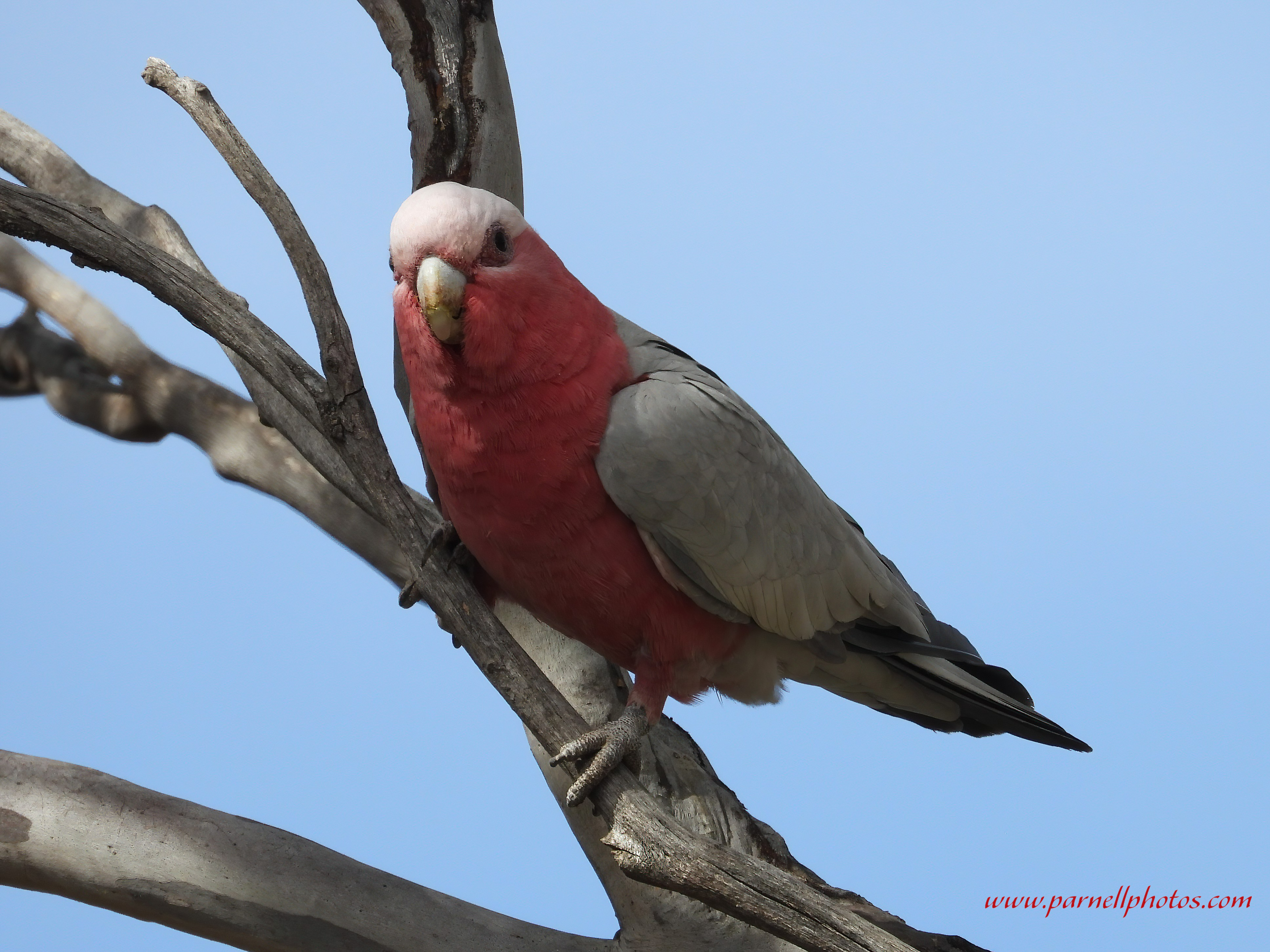 Galah in Garden