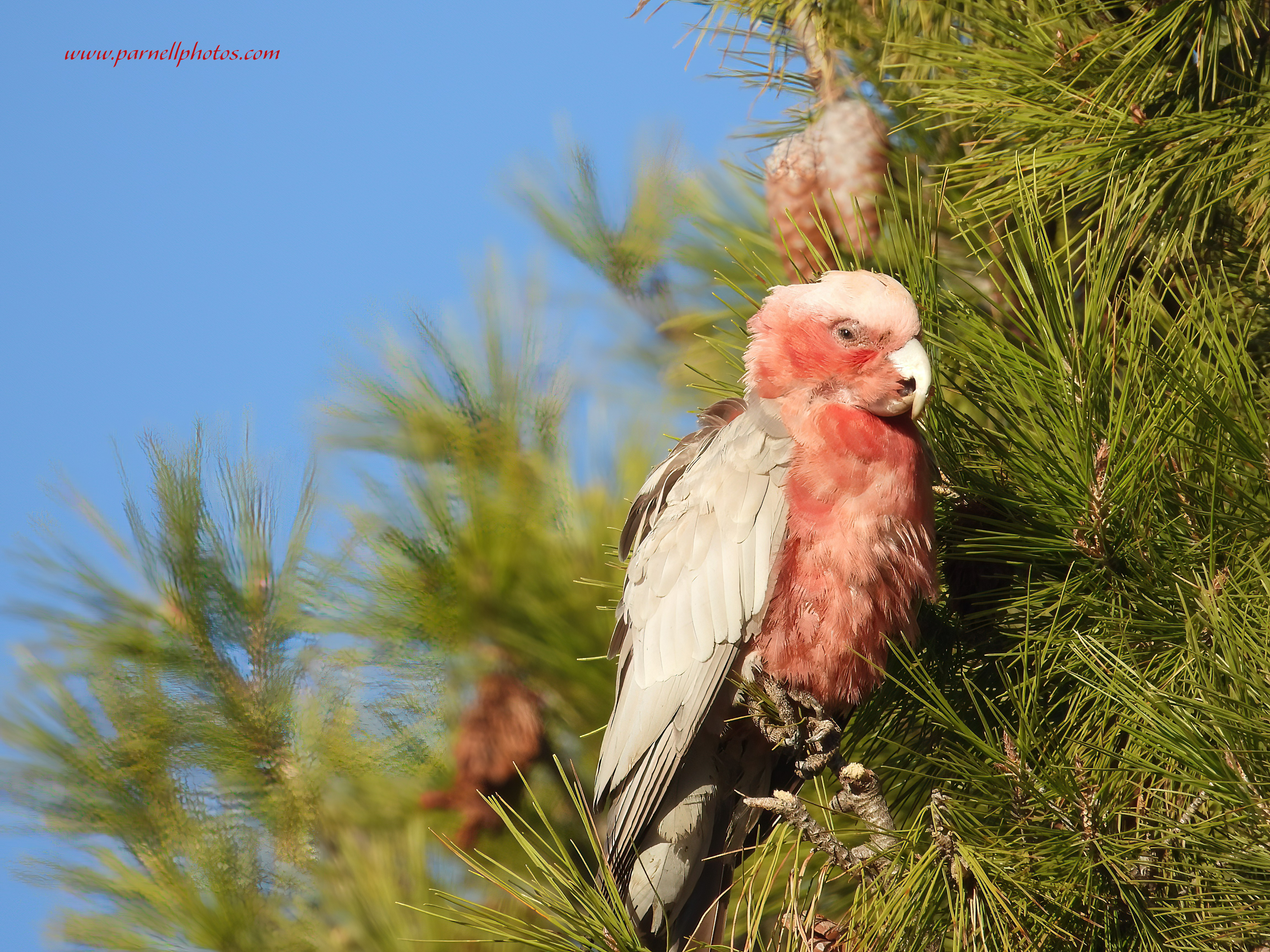 Galah in Pine Tree