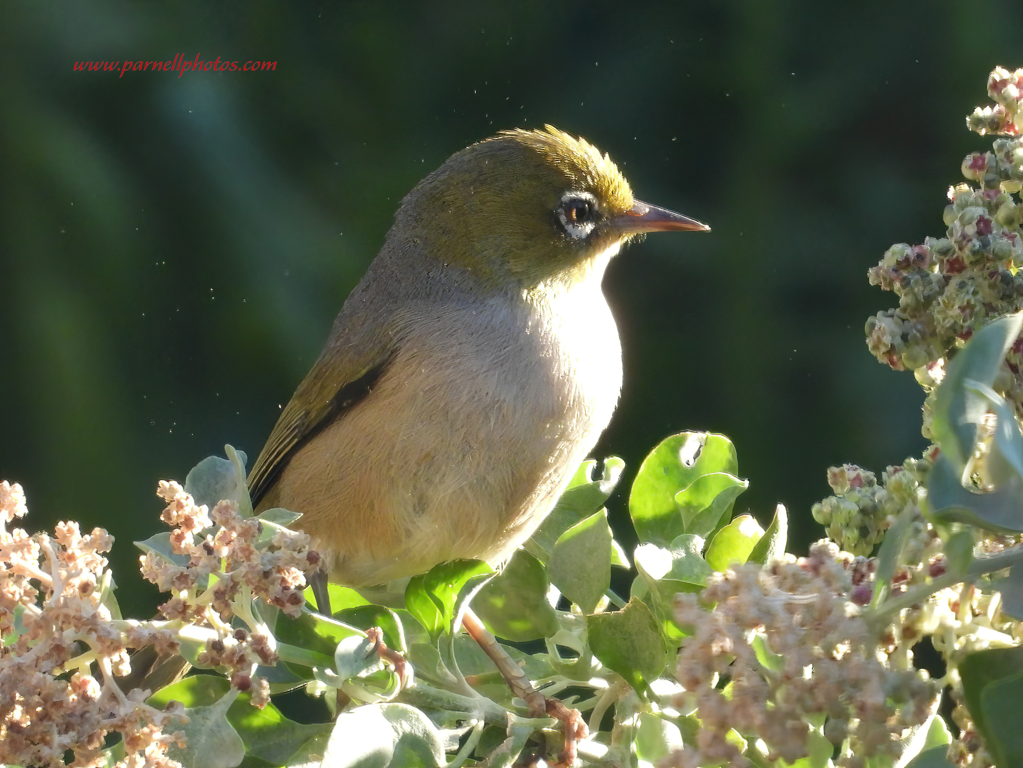 Good morning Silvereye