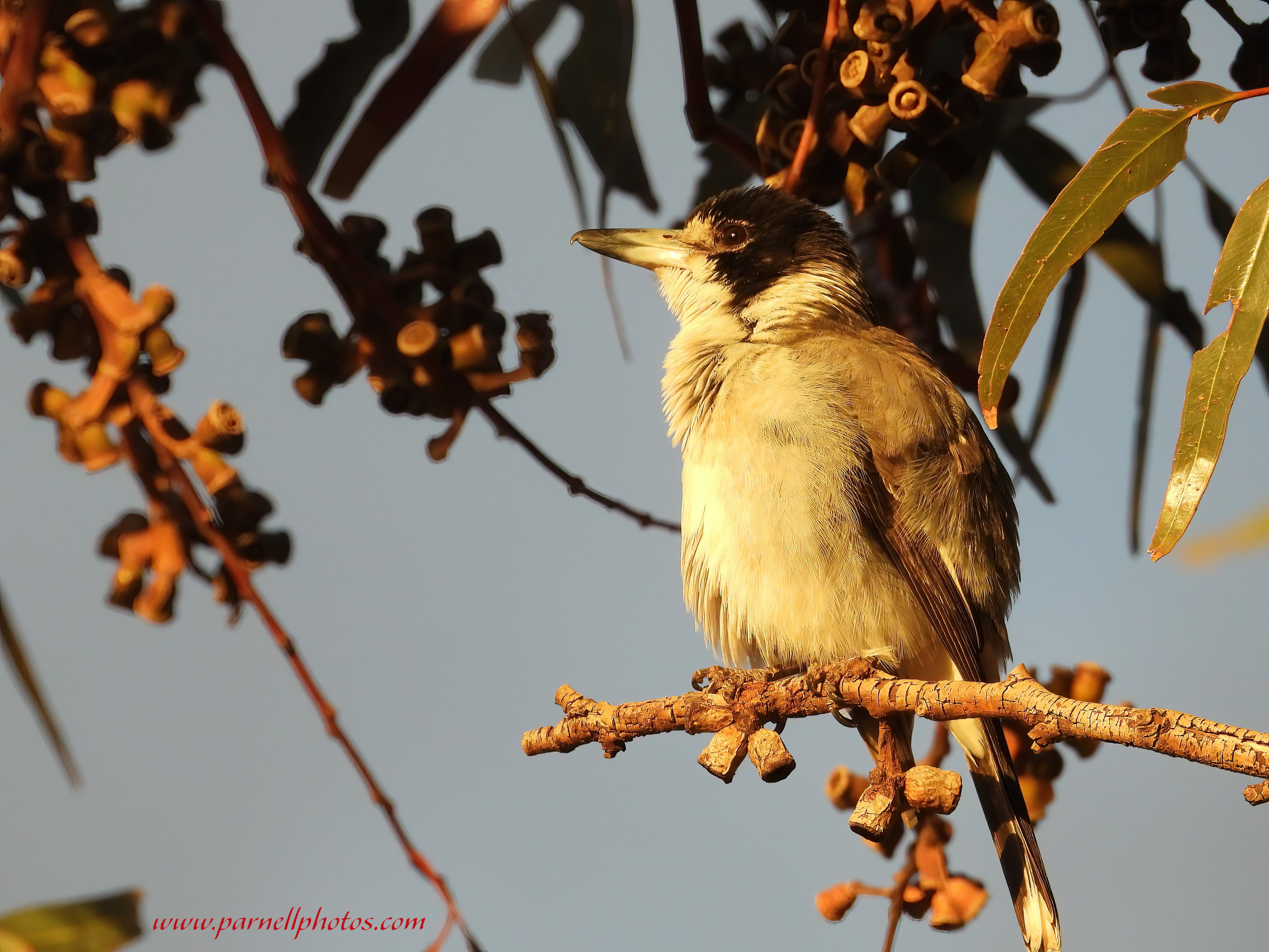 Grey Butcherbird at Sunset