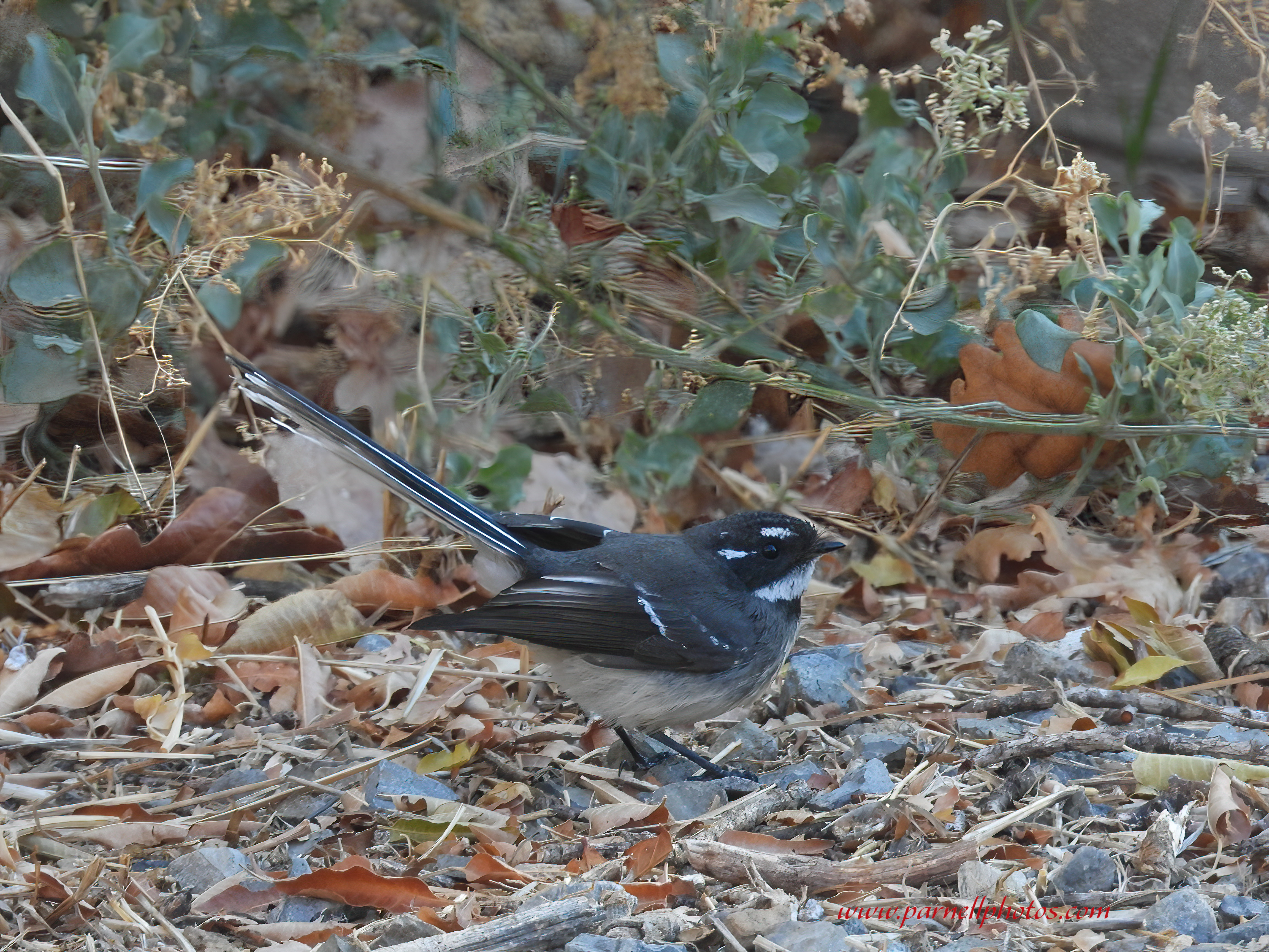 Grey Fantail 