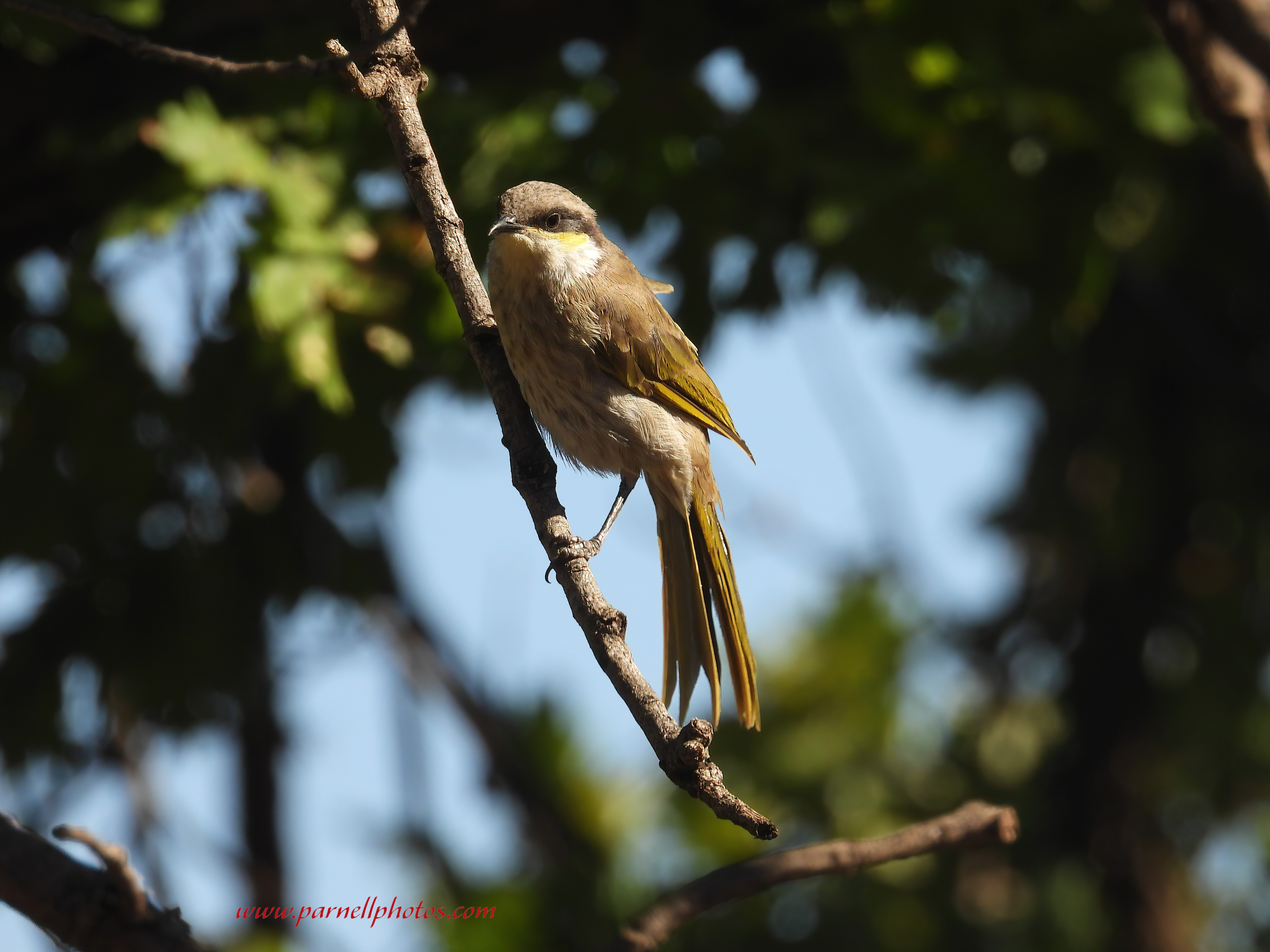 Hang On Singing Honeyeater