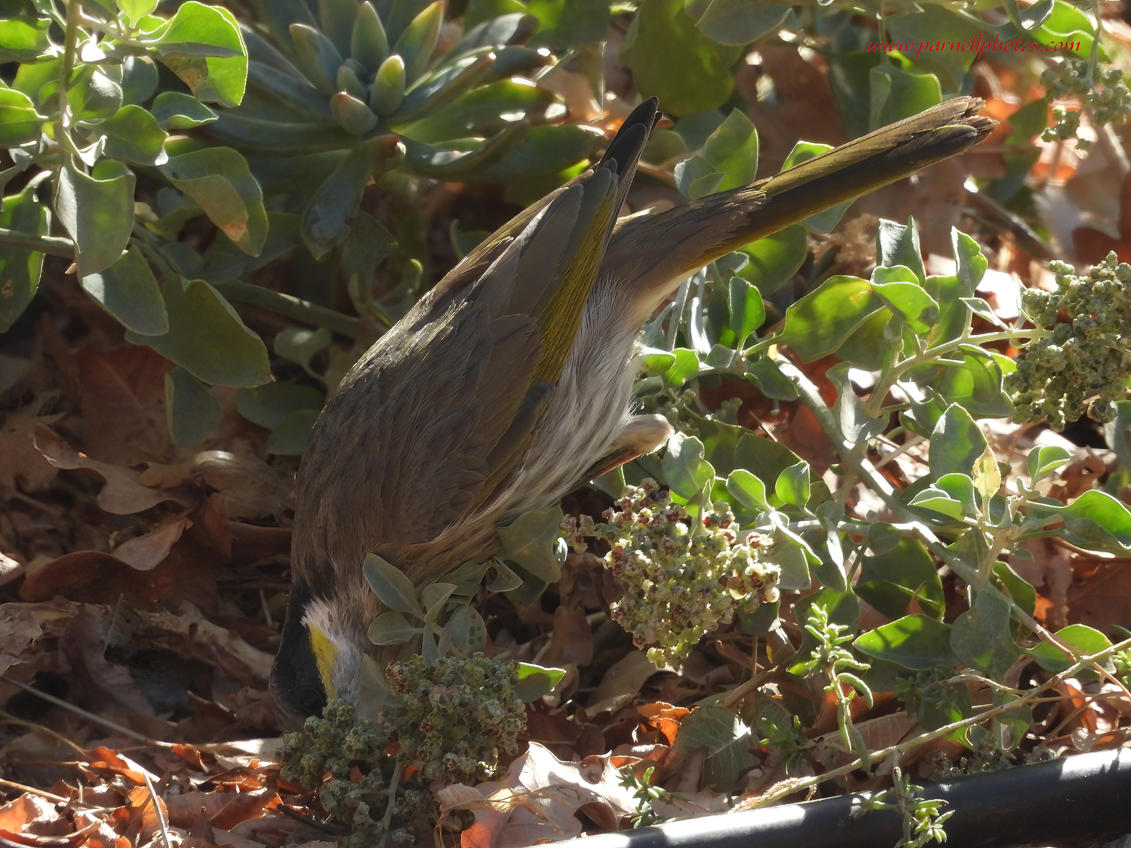 Hungry Singing Honeyeater