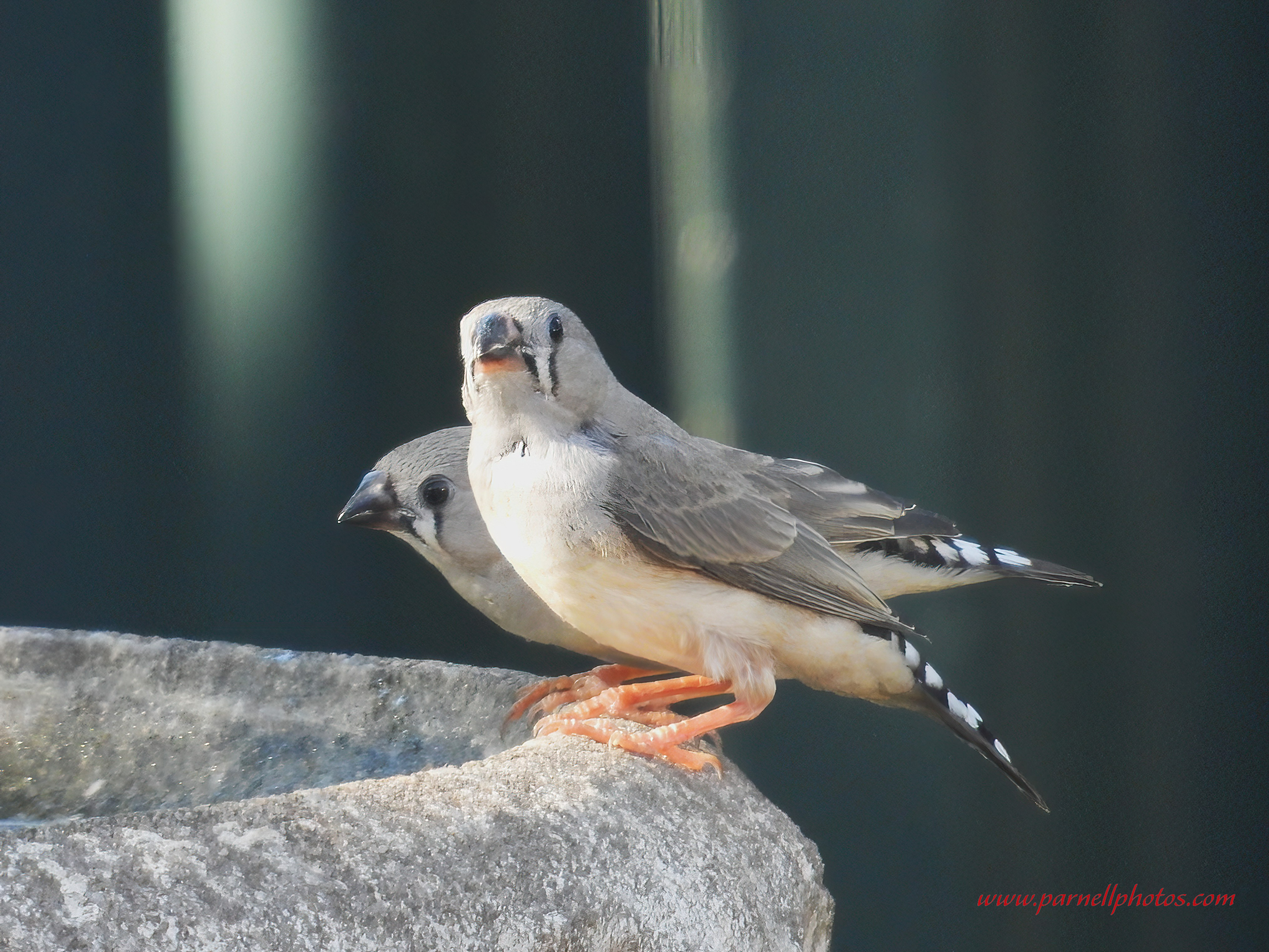 Juvenile Australian Zebra Finch