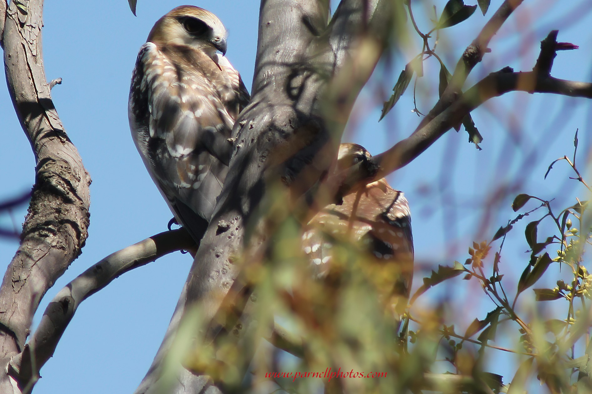 Juvenile Black-shouldered Kites