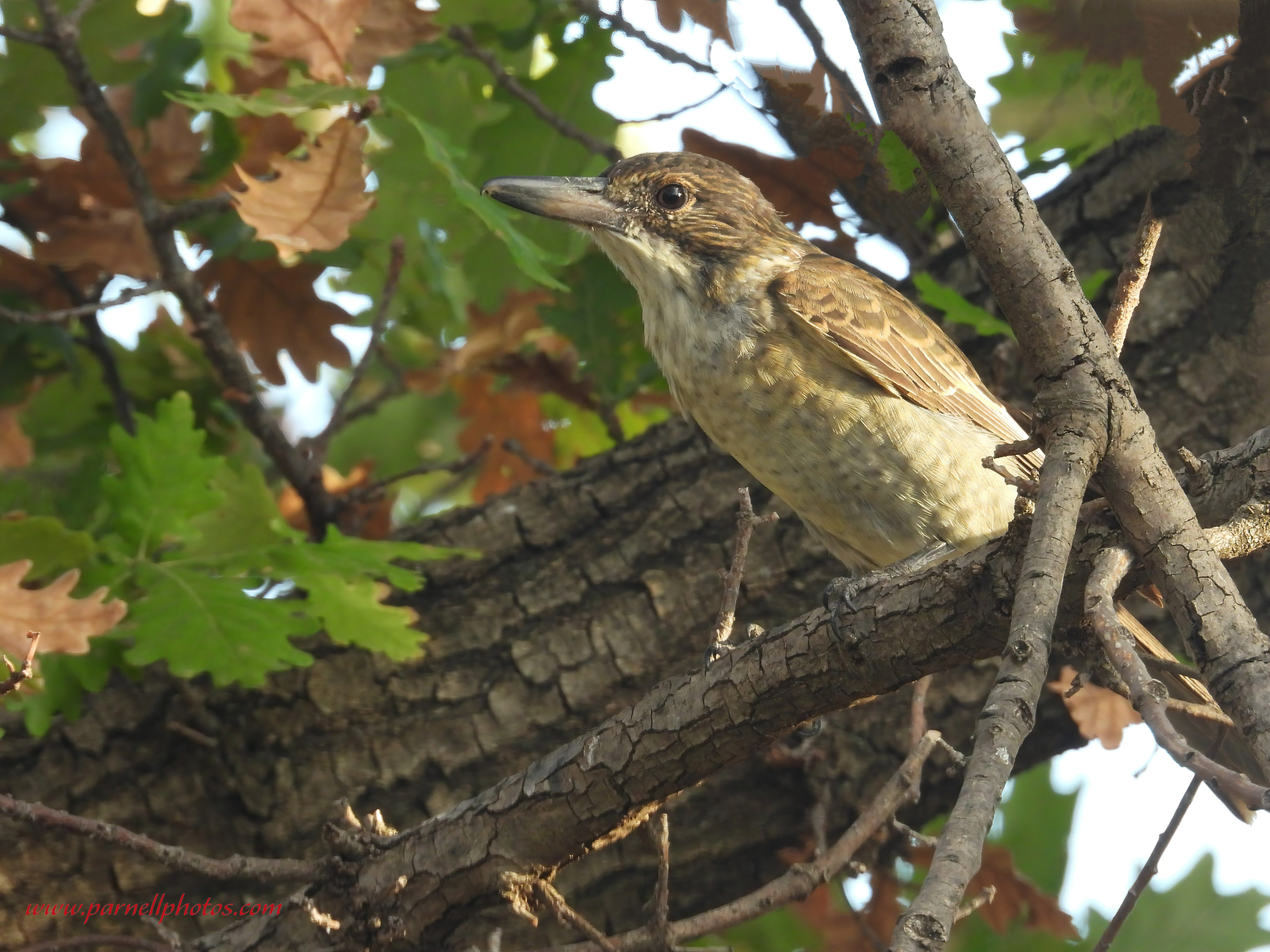 Juvenile Butcherbird Among Leaves