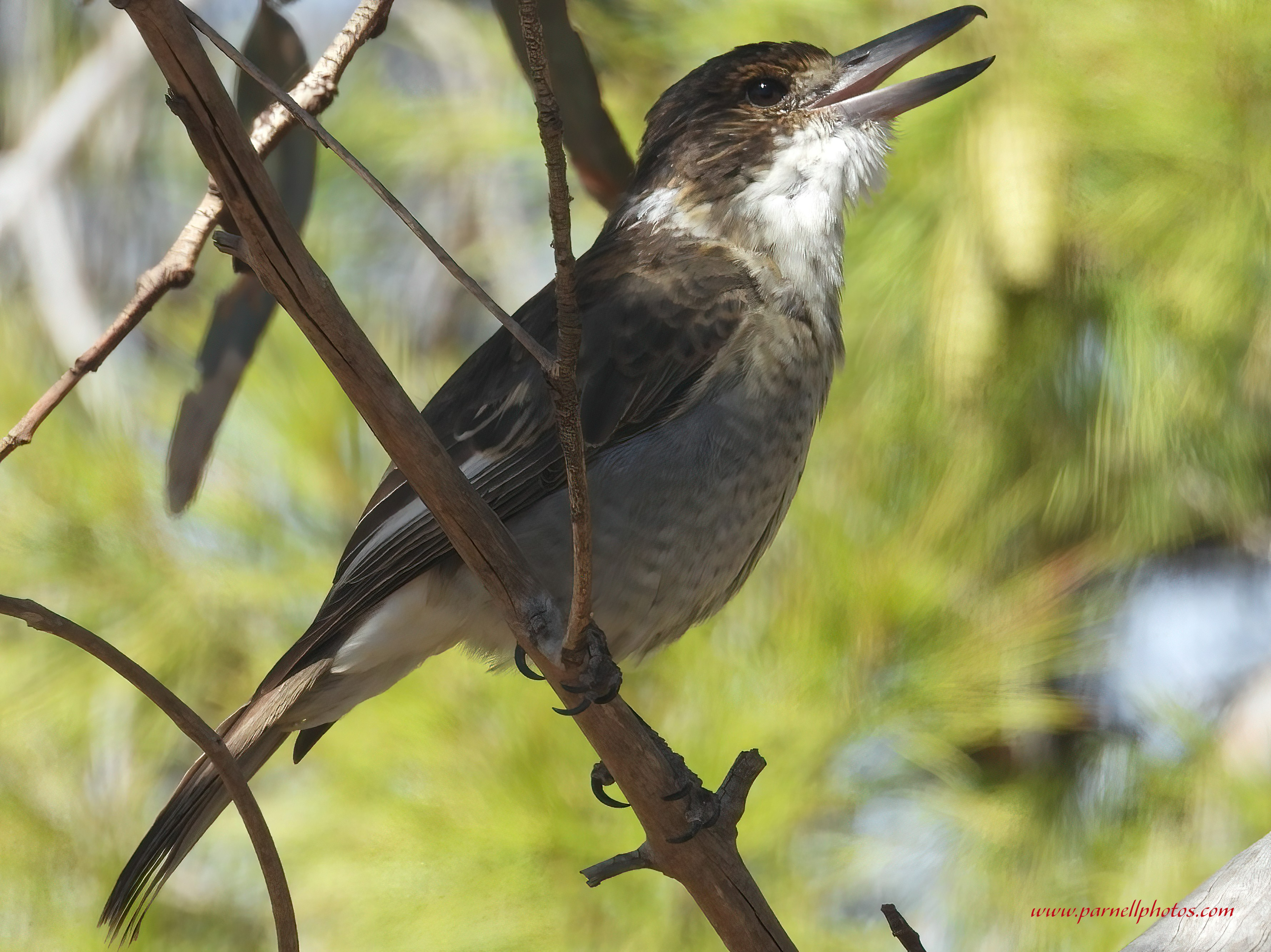 Juvenile Grey Butcherbird Calling