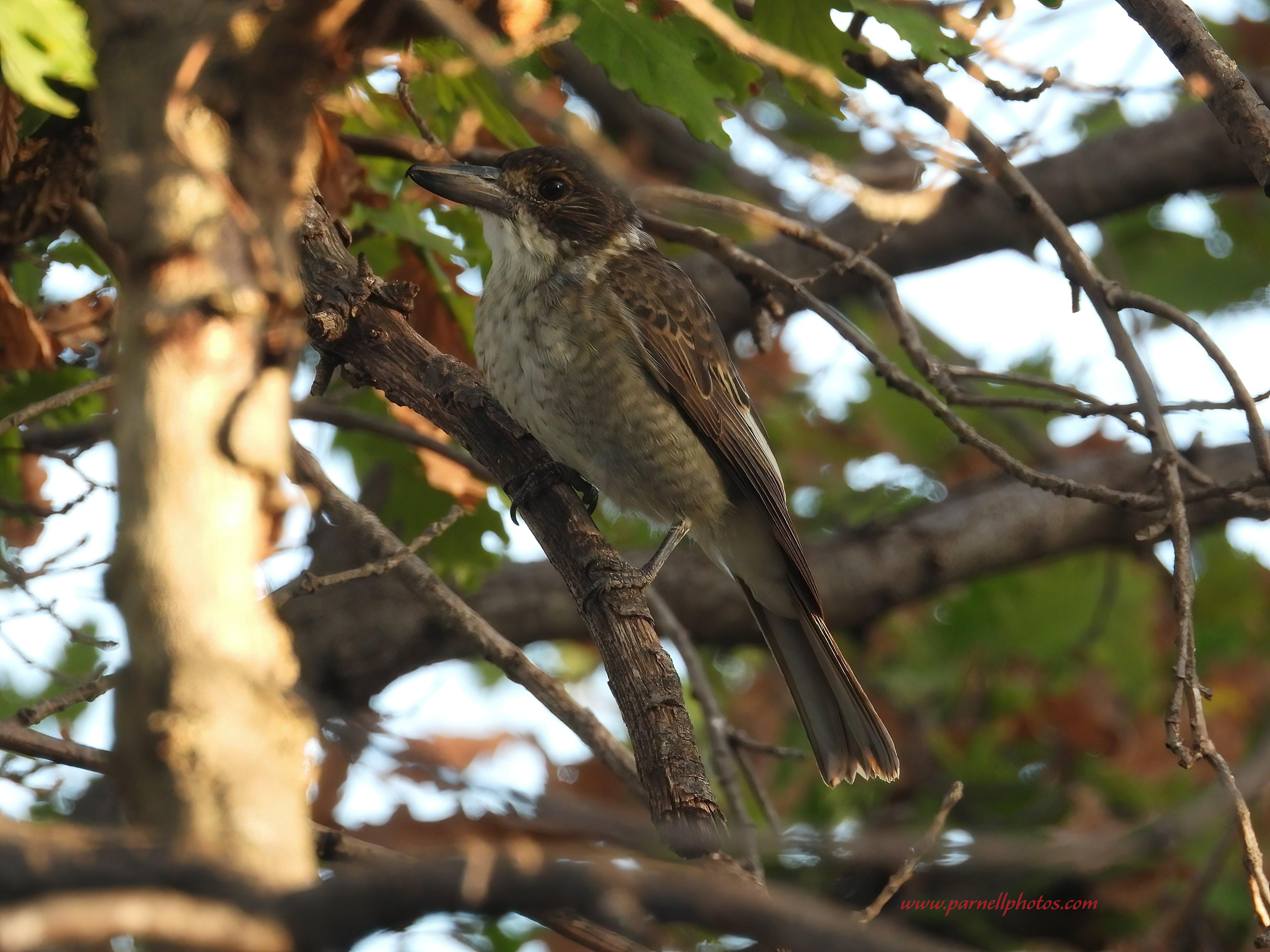 Juvenile Grey Butcherbird