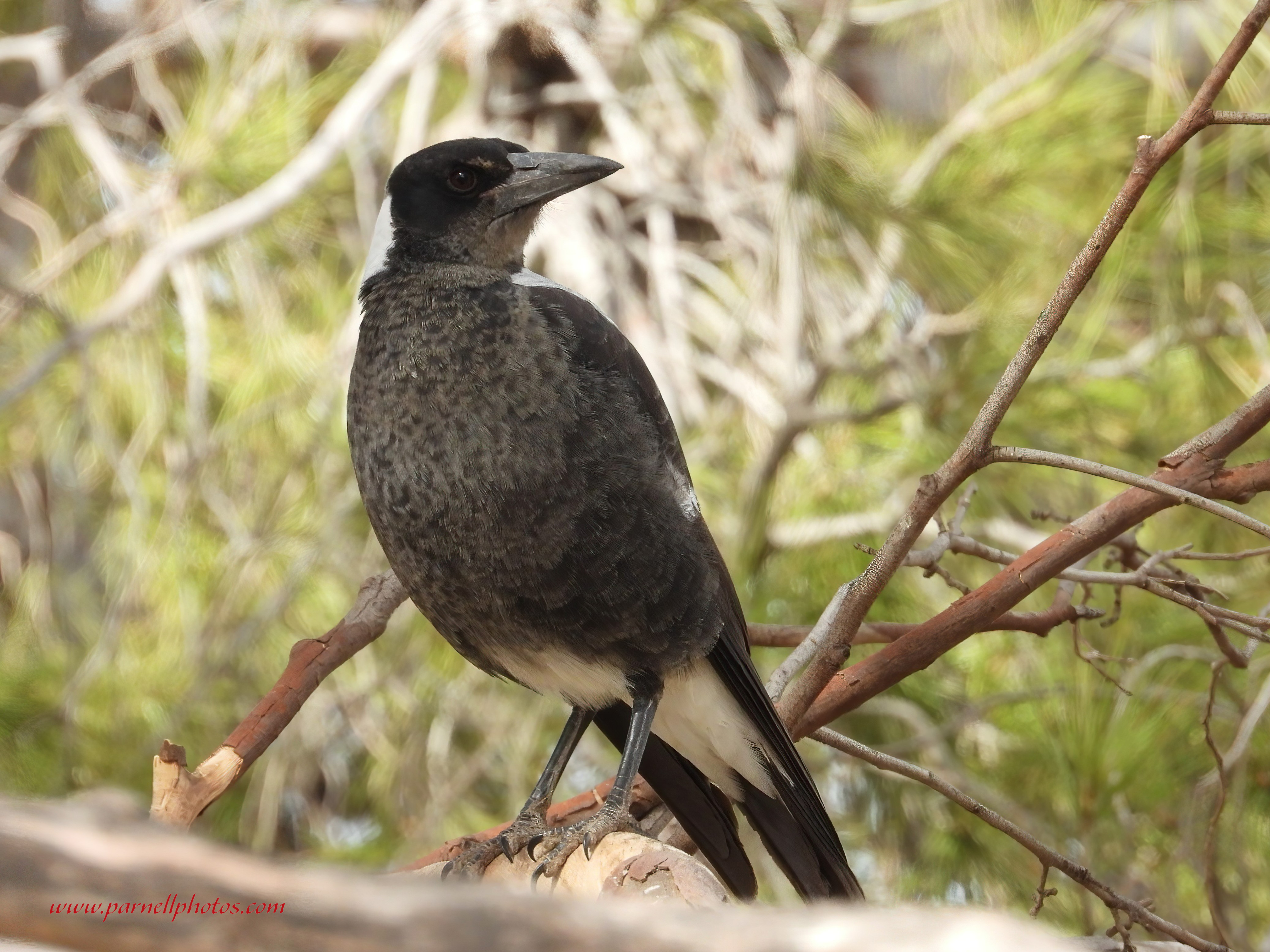 Juvenile Magpie in Tree