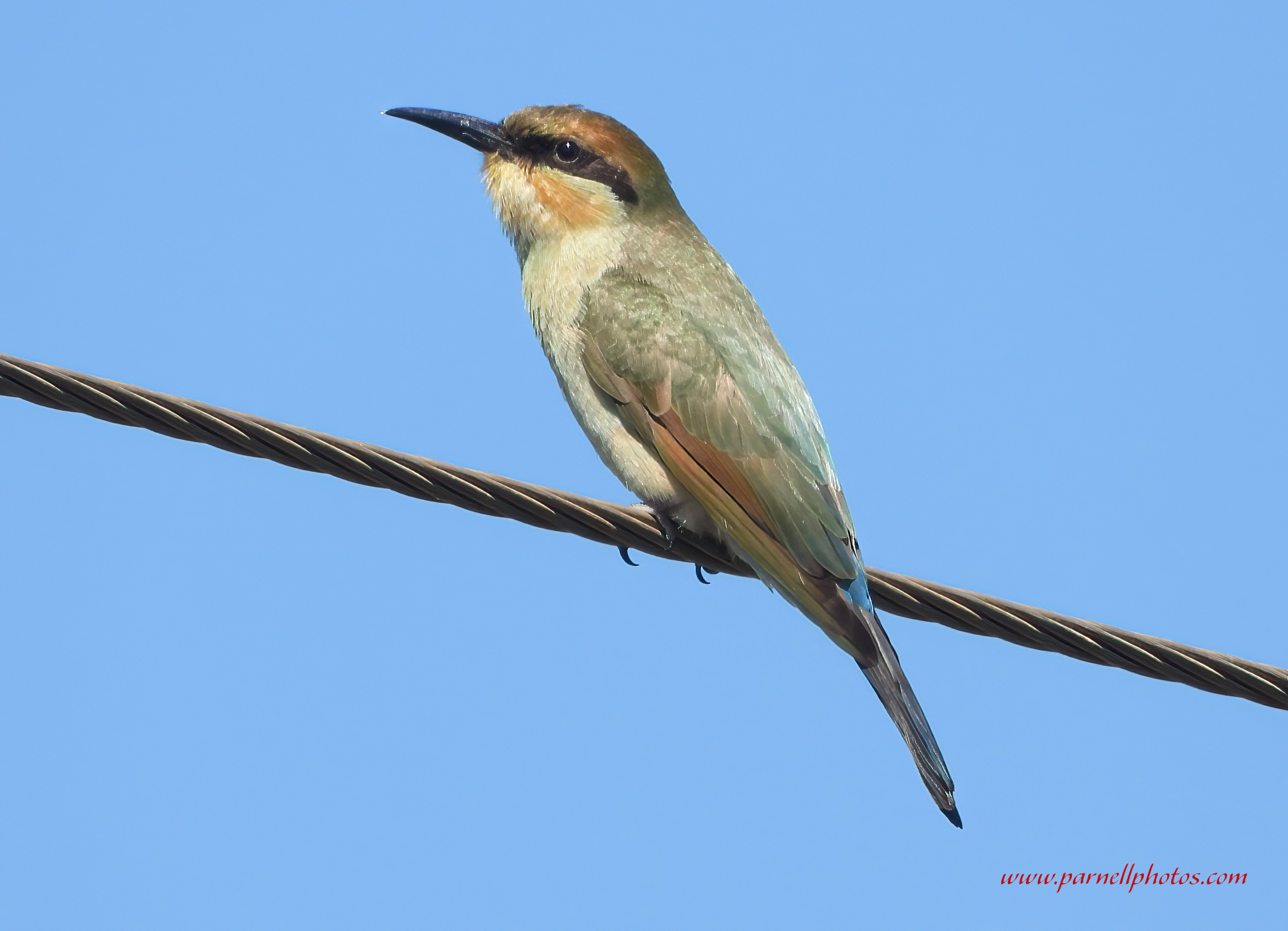 Juvenile Rainbow Bee-eater