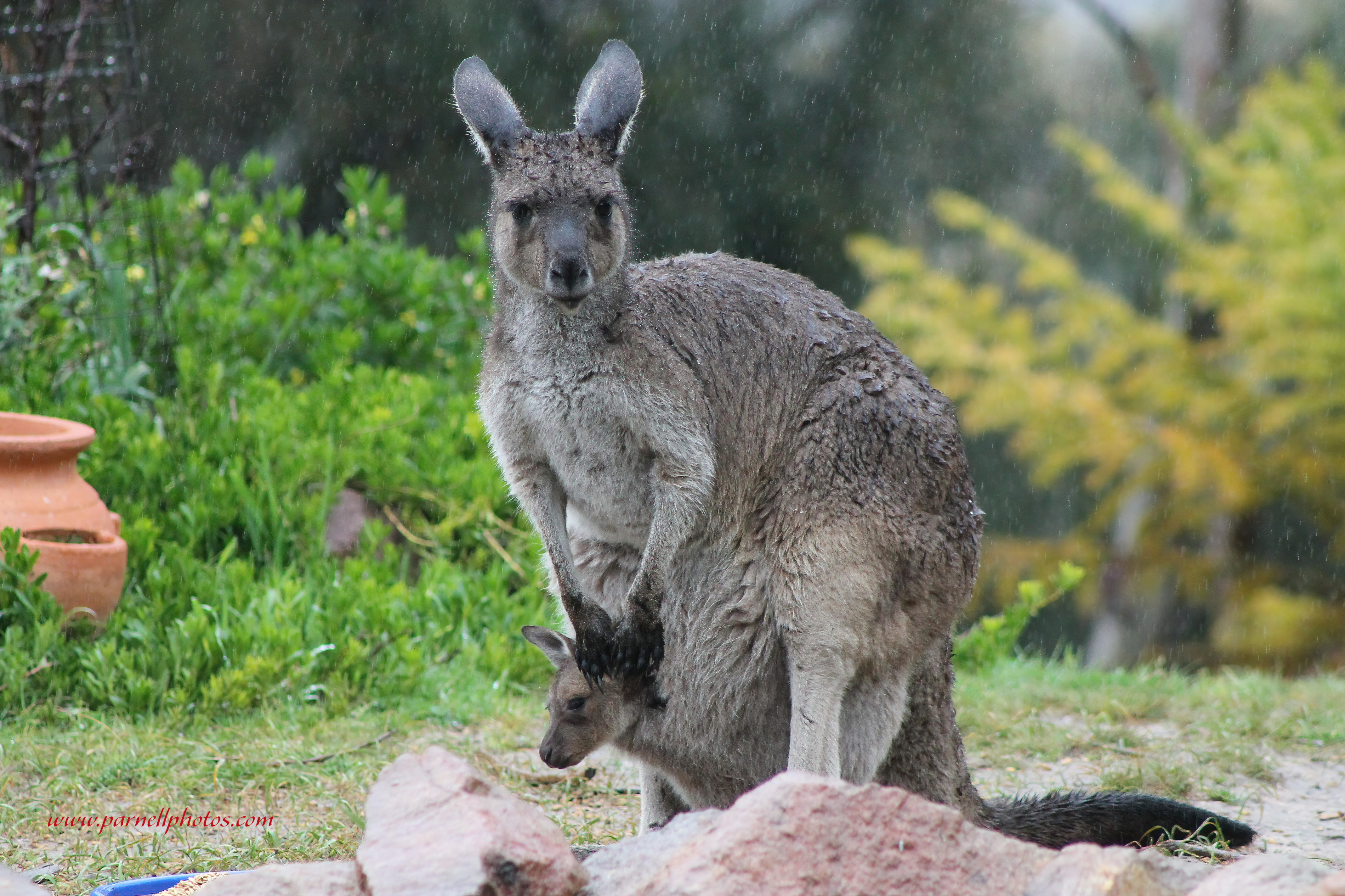 Kangaroo with Joey in Rain