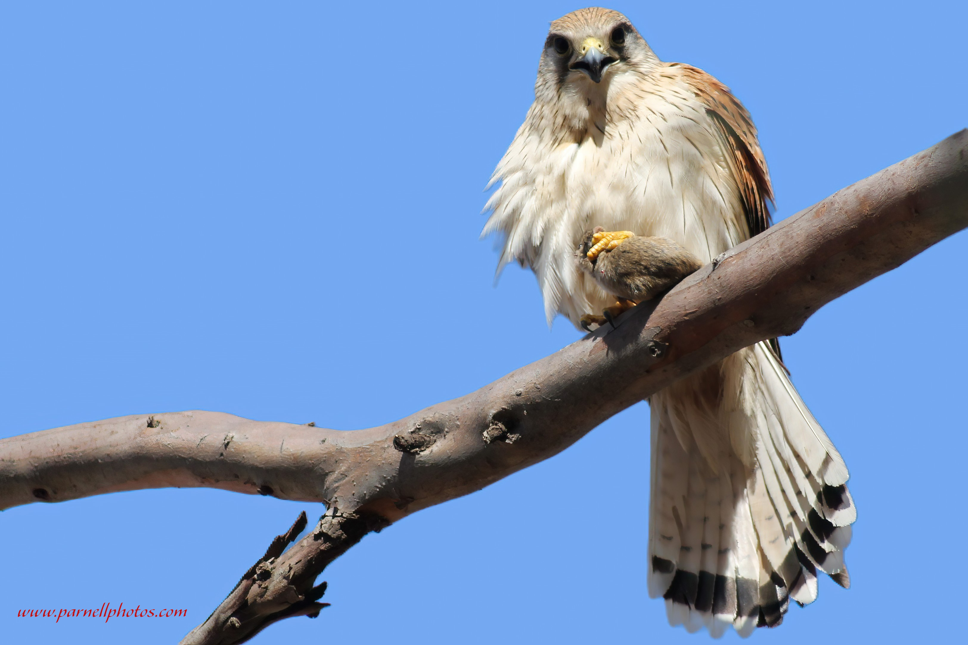 Kestrel Breakfast Time