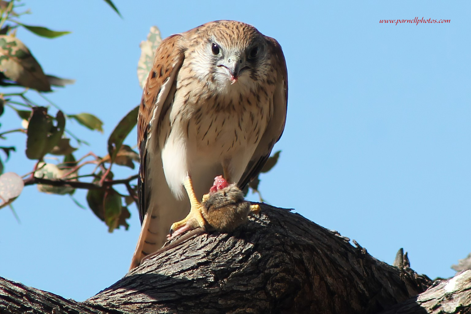 Kestrel Eating