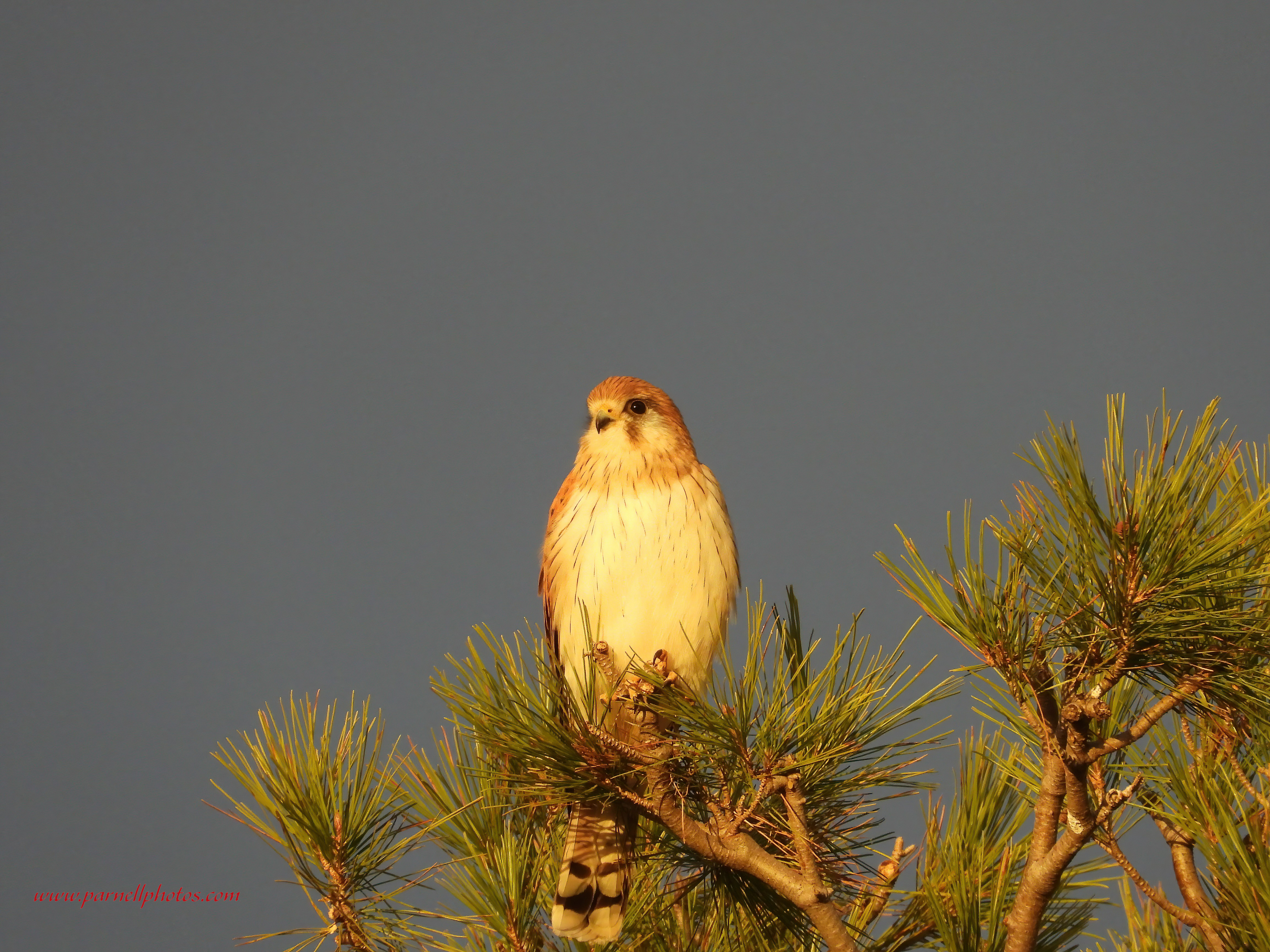 Kestrel at Sunset