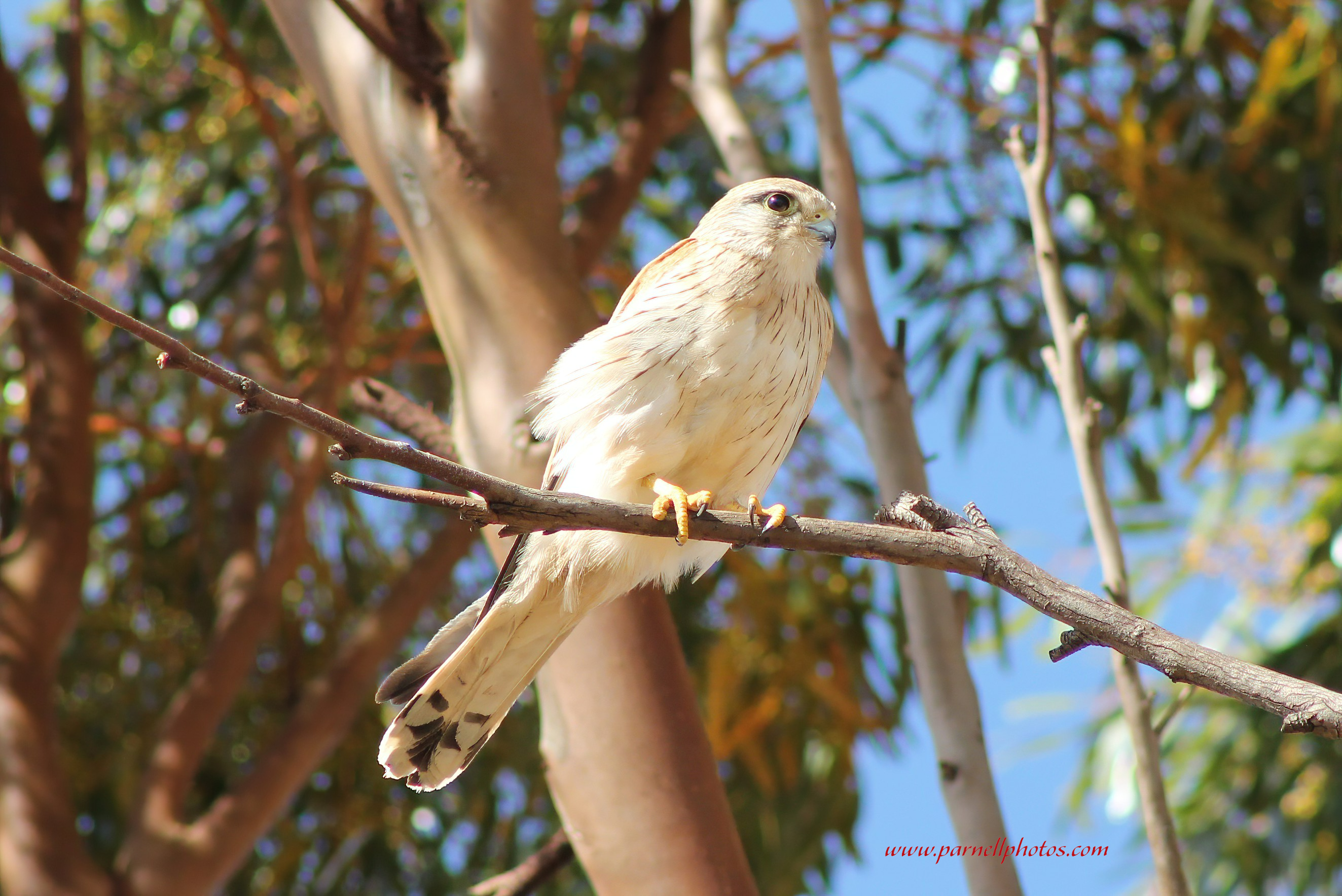 Kestrel in Sunshine