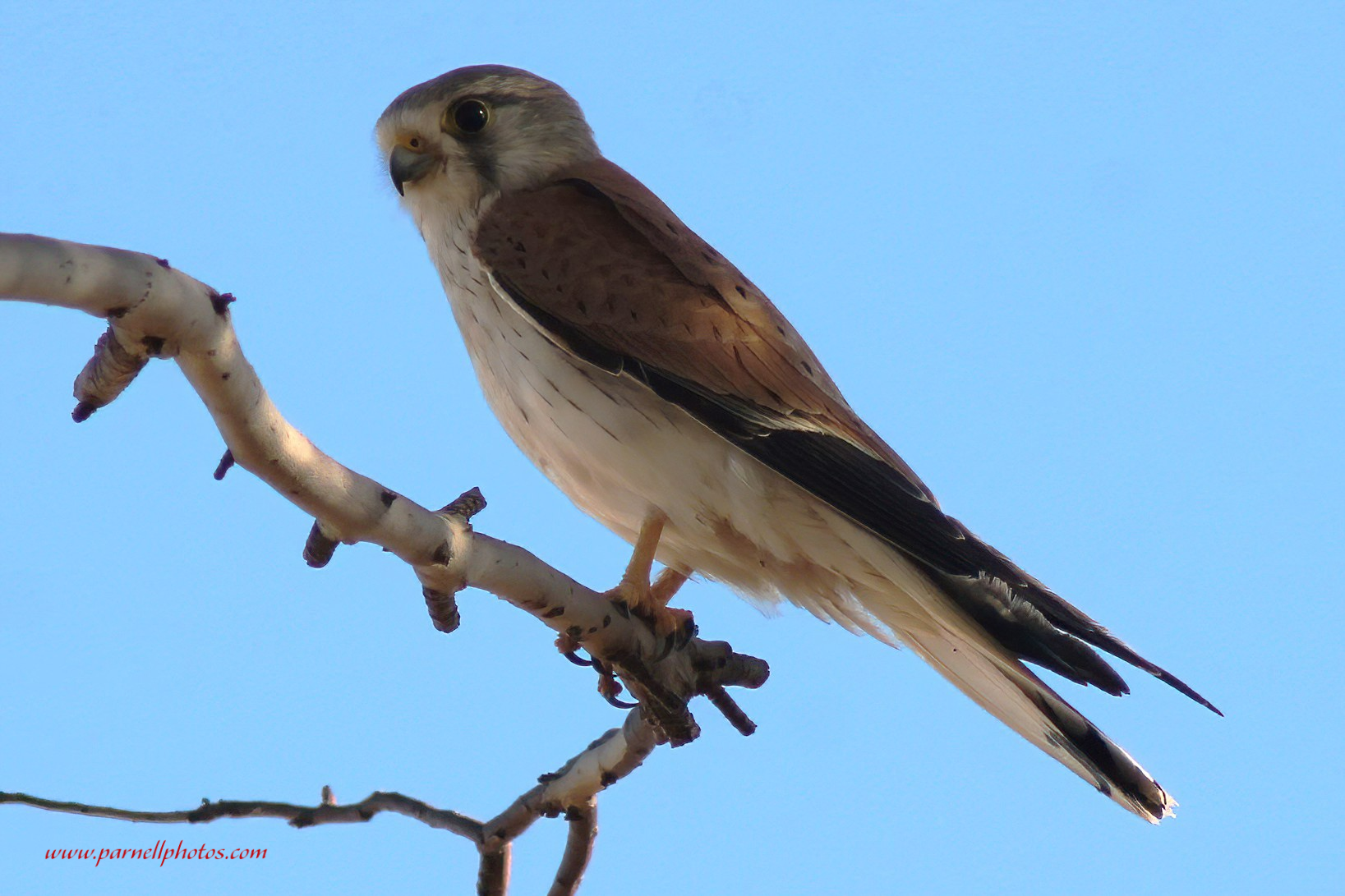 Kestrel on a Limb