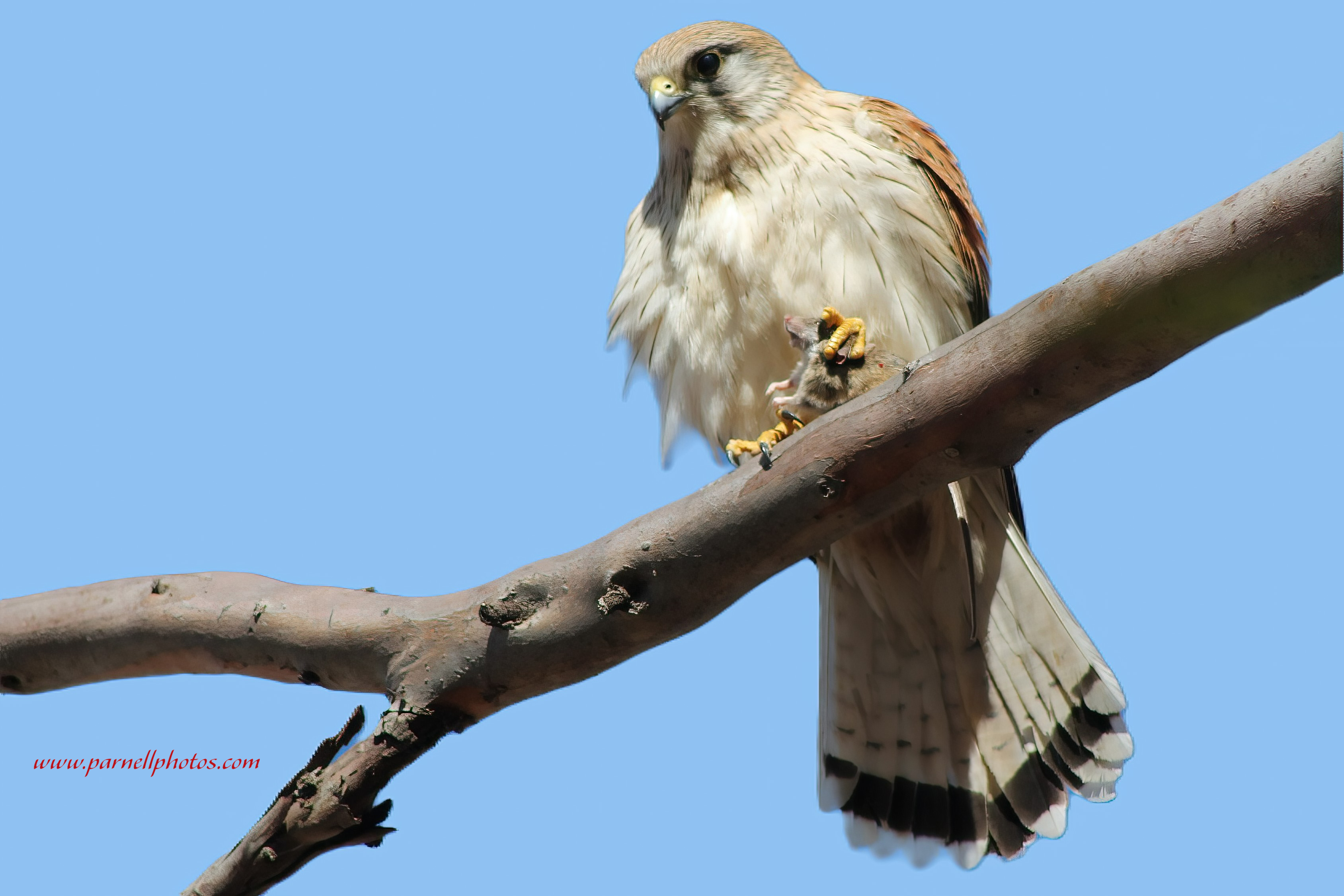 Kestrel With Dinner