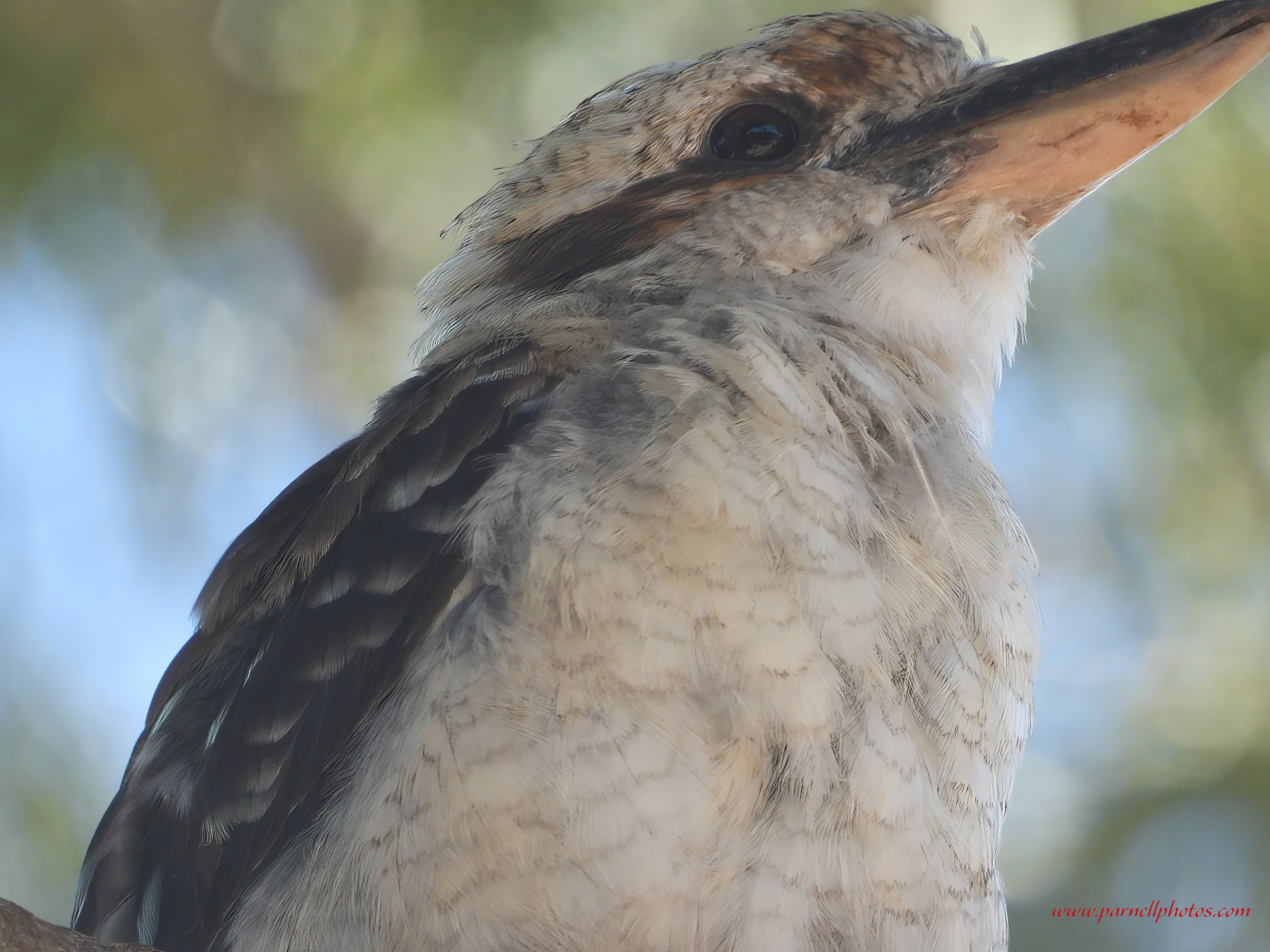 Kookaburra Closeup