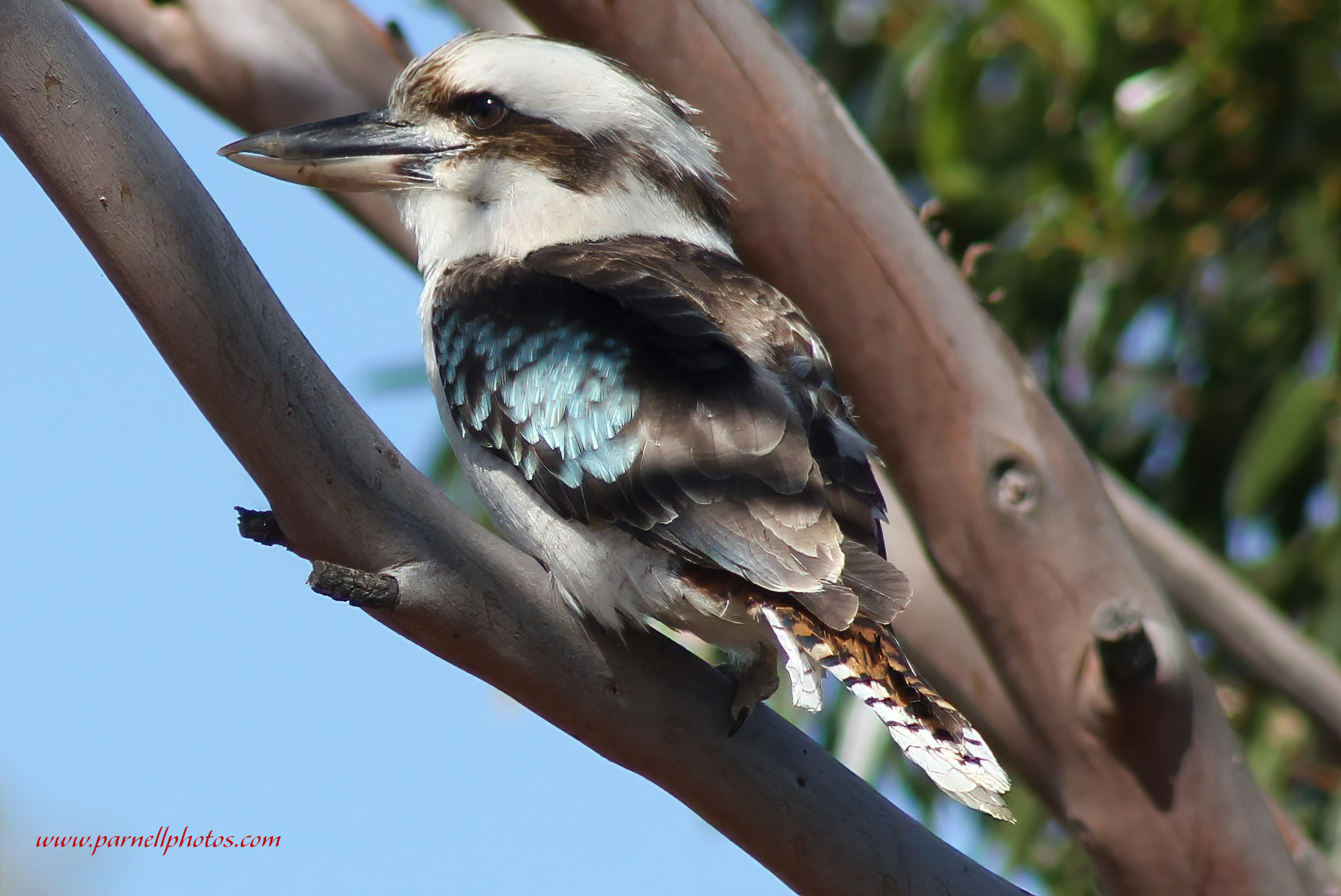 Kookaburra