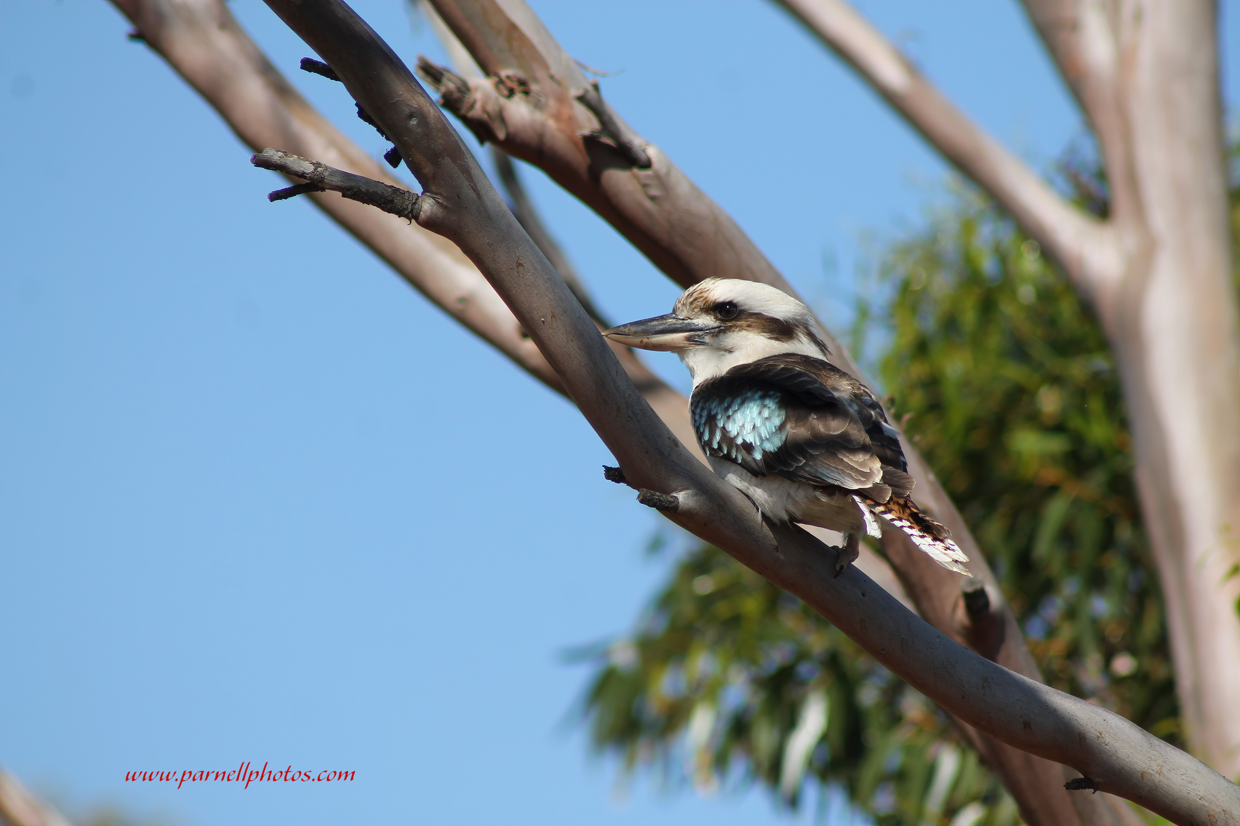 Kookaburra in Tree