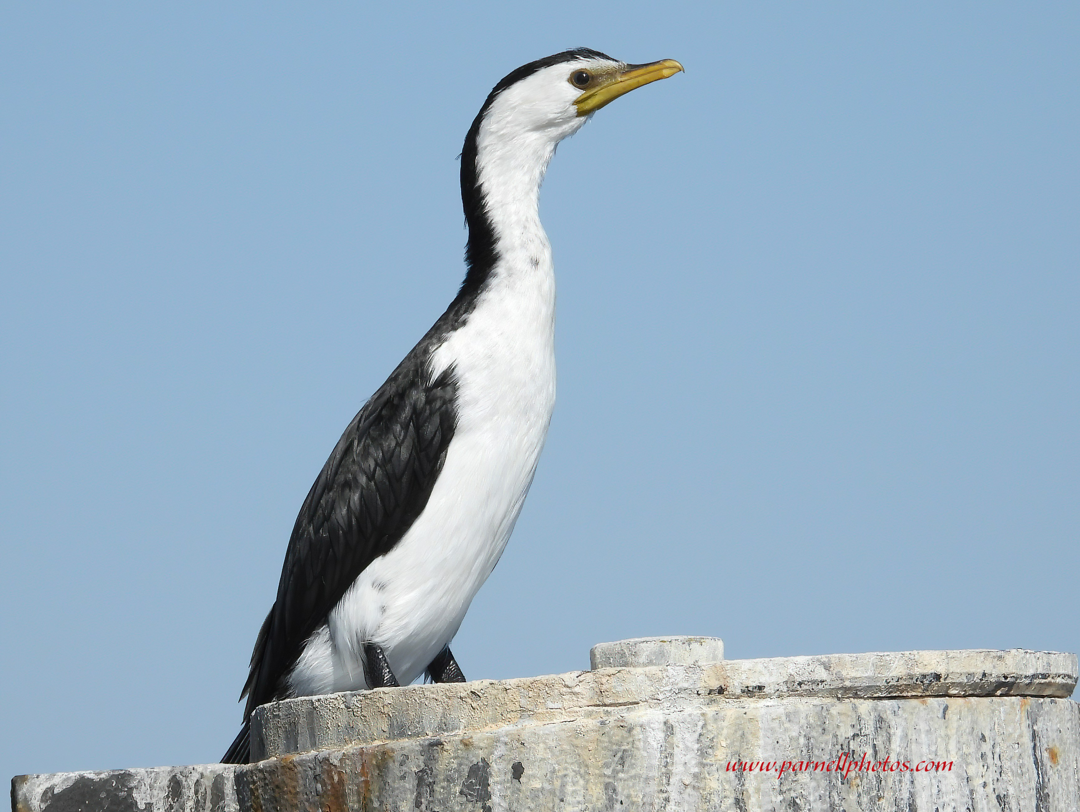 Pied Cormorant at Marina