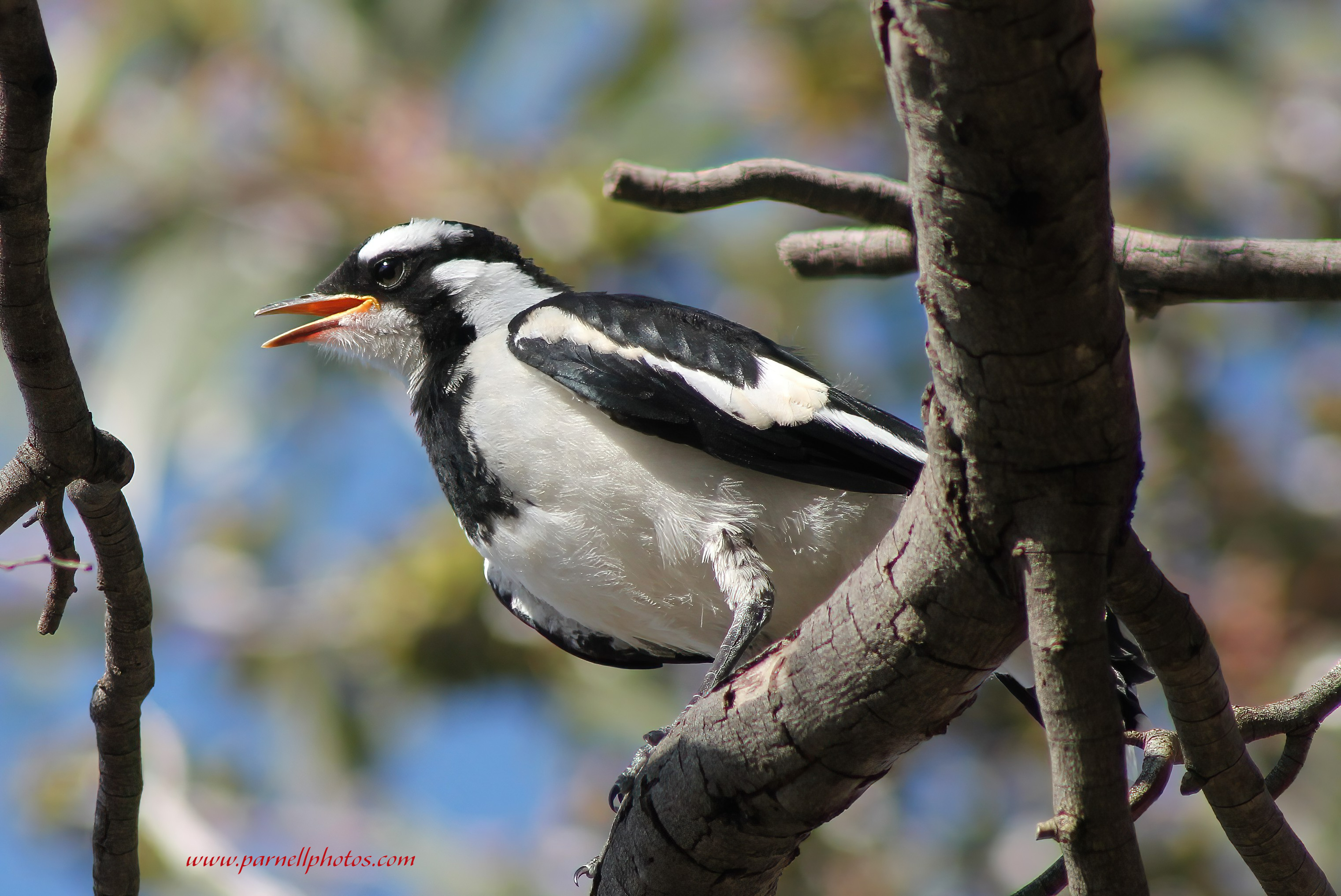 Little Magpie-lark