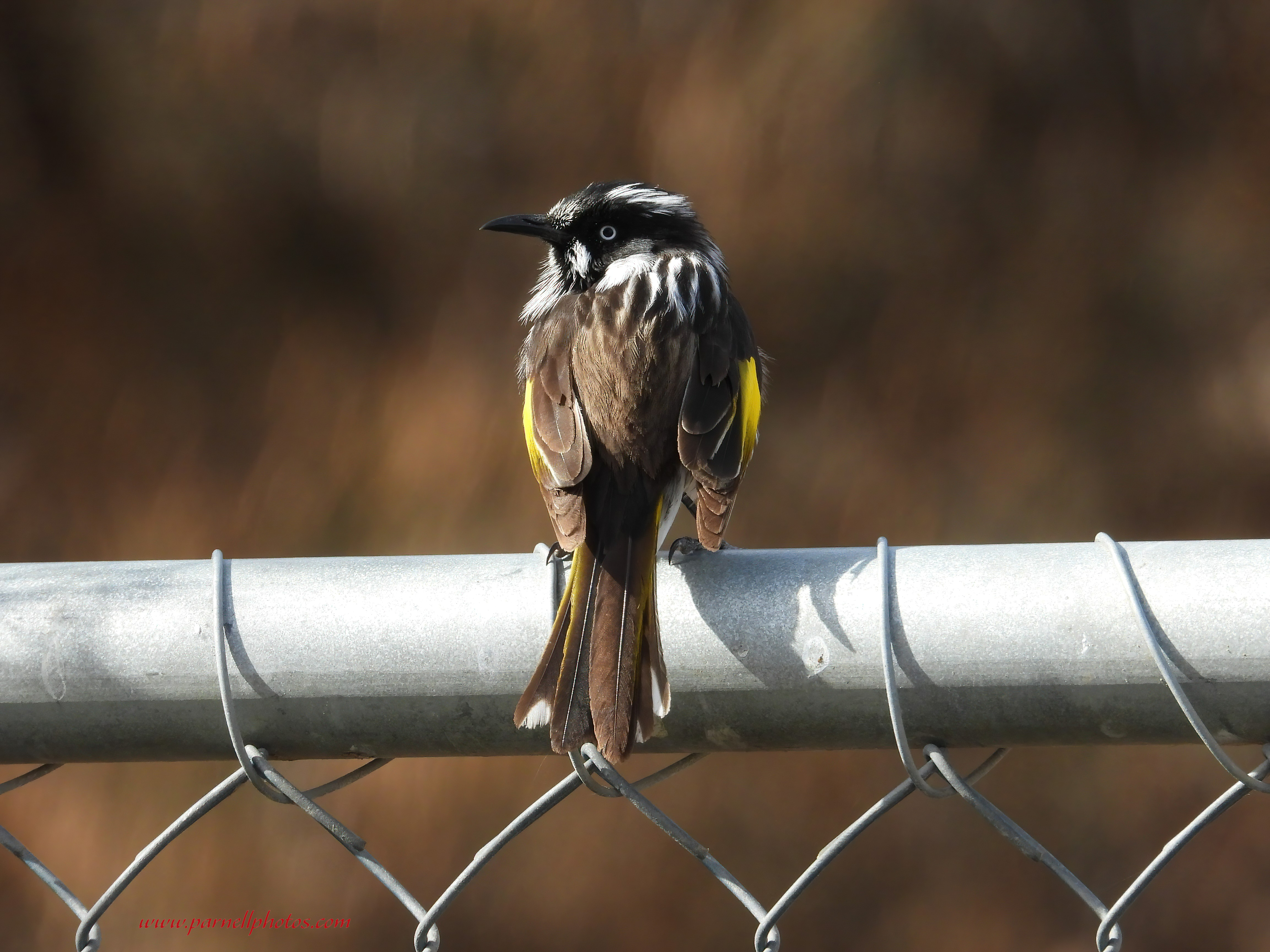 Little New Holland Honeyeater