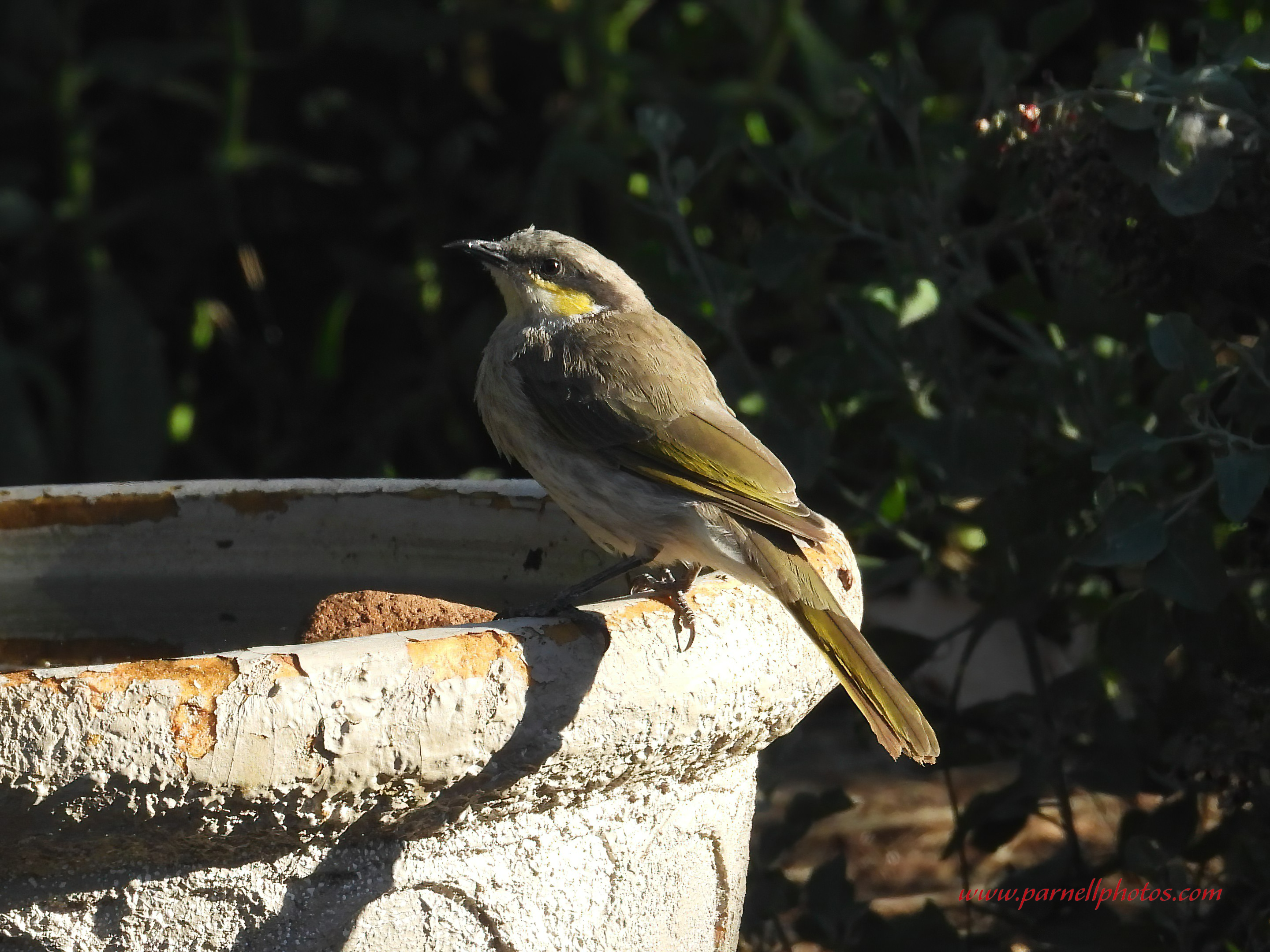 Little Singing Honeyeater