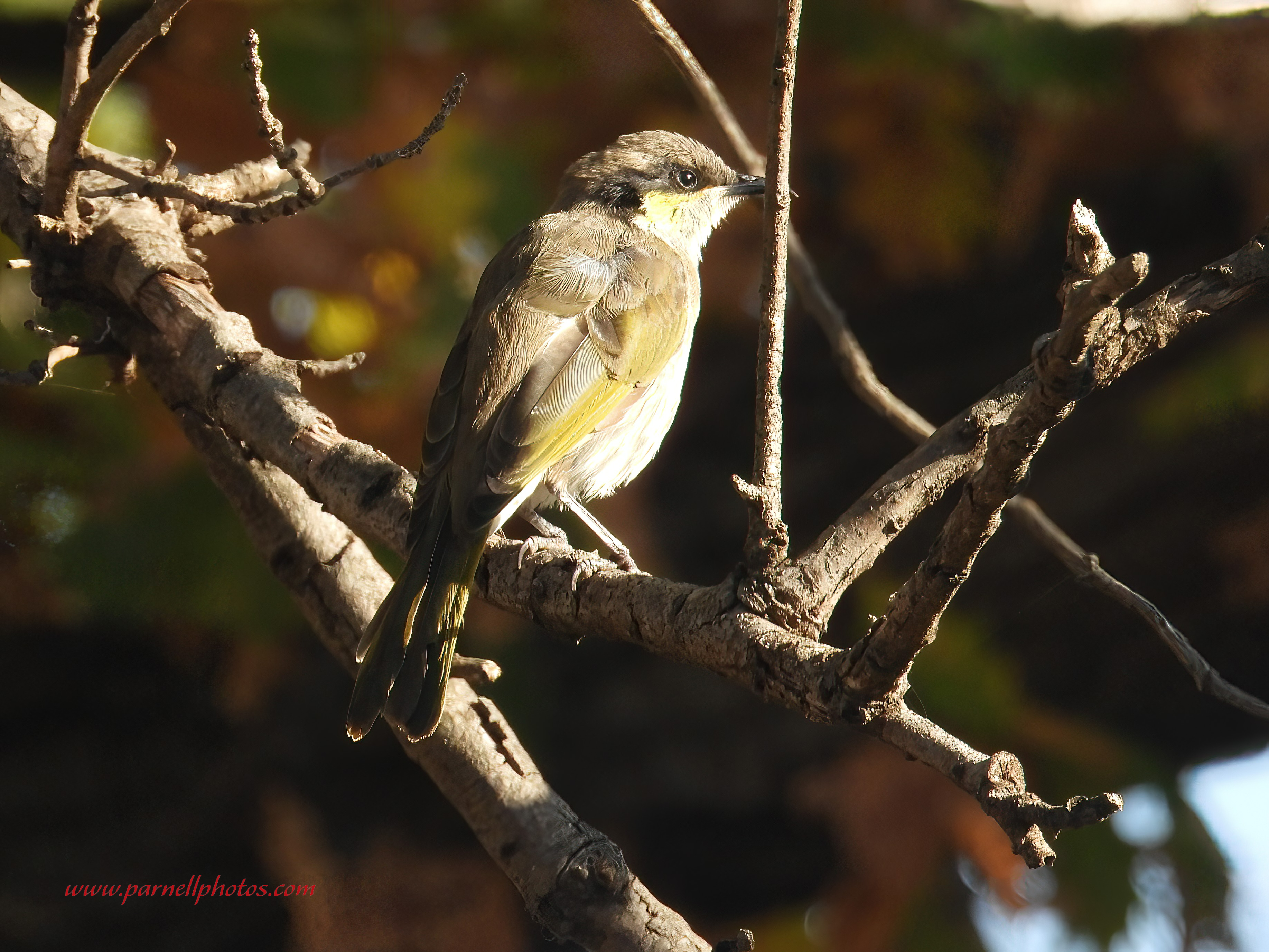 Little Singing Honeyeater in Tree