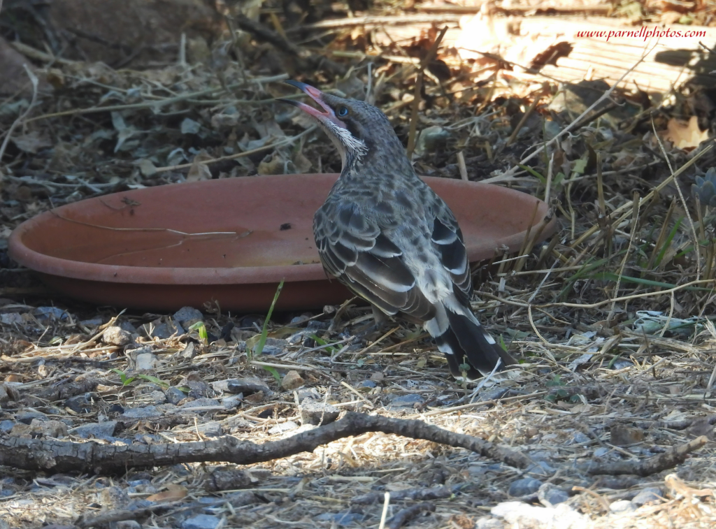 Little Spiny-cheeked Honeyeater