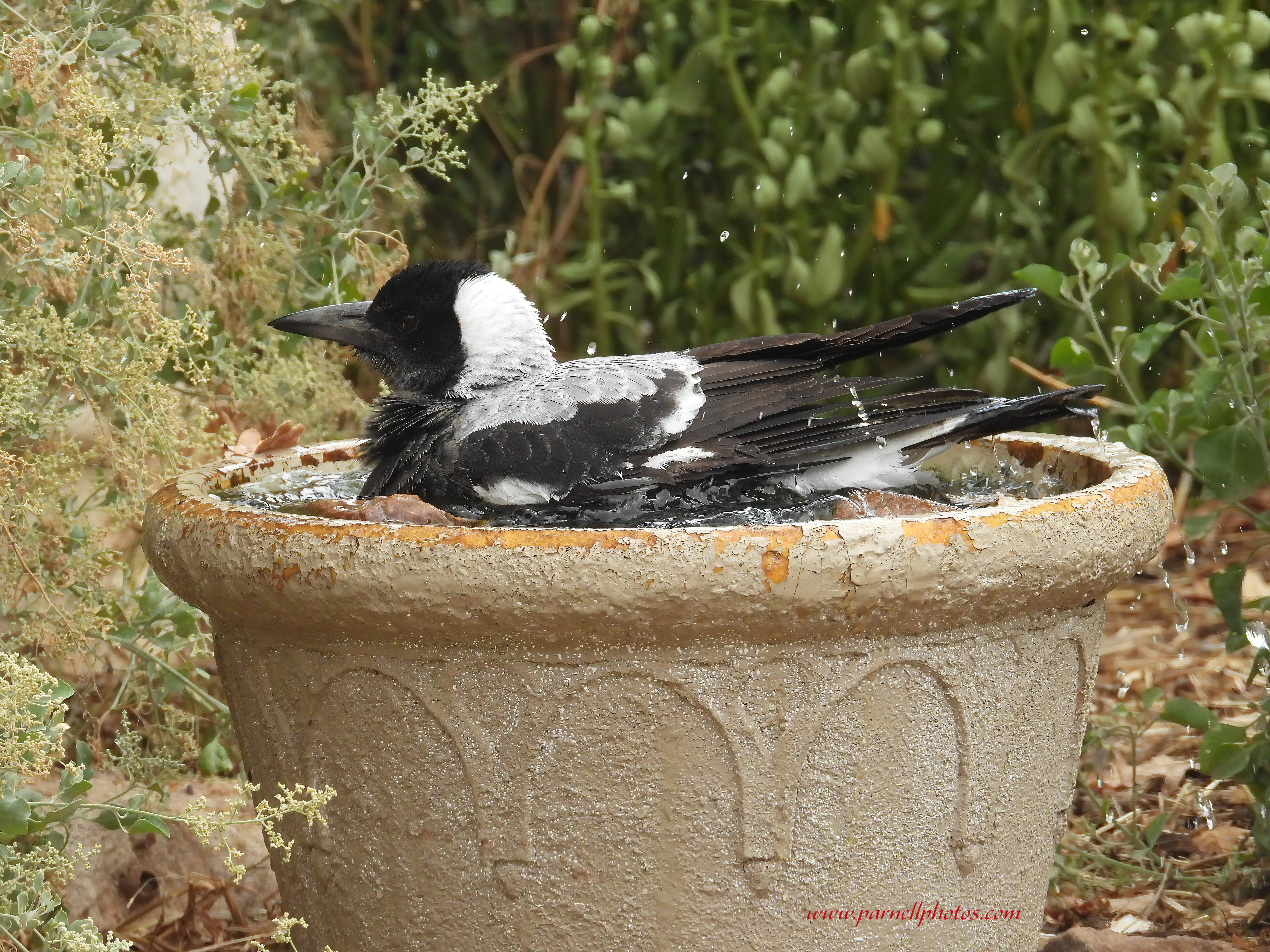 Magpie Bath Time