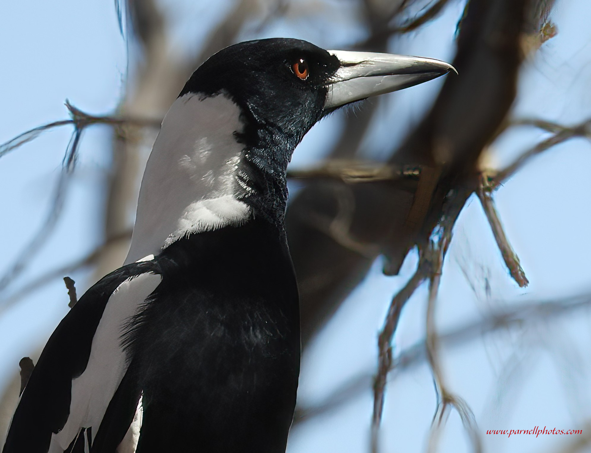 Magpie Close-up