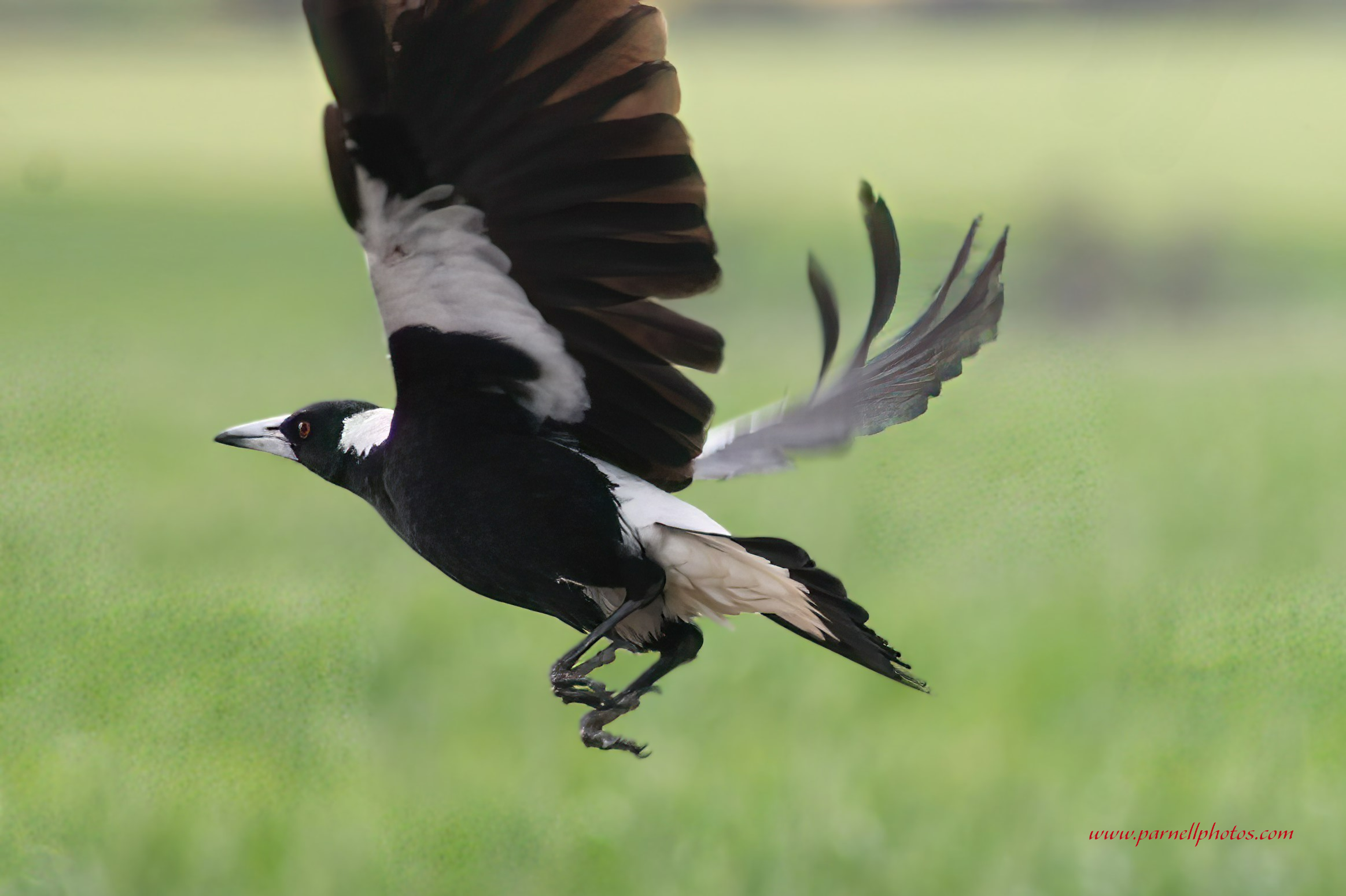 Magpie Launching