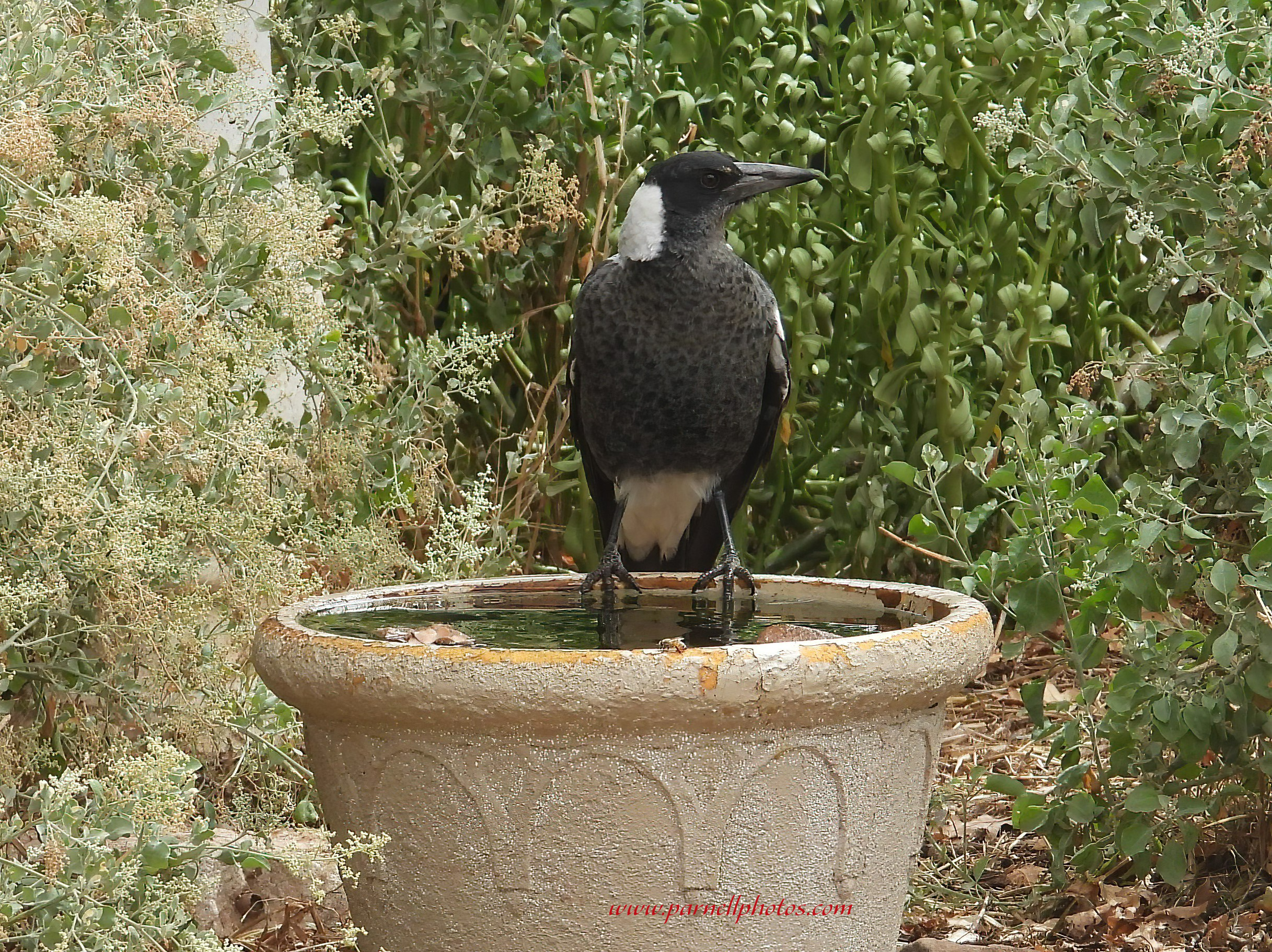 Magpie Watering Hole