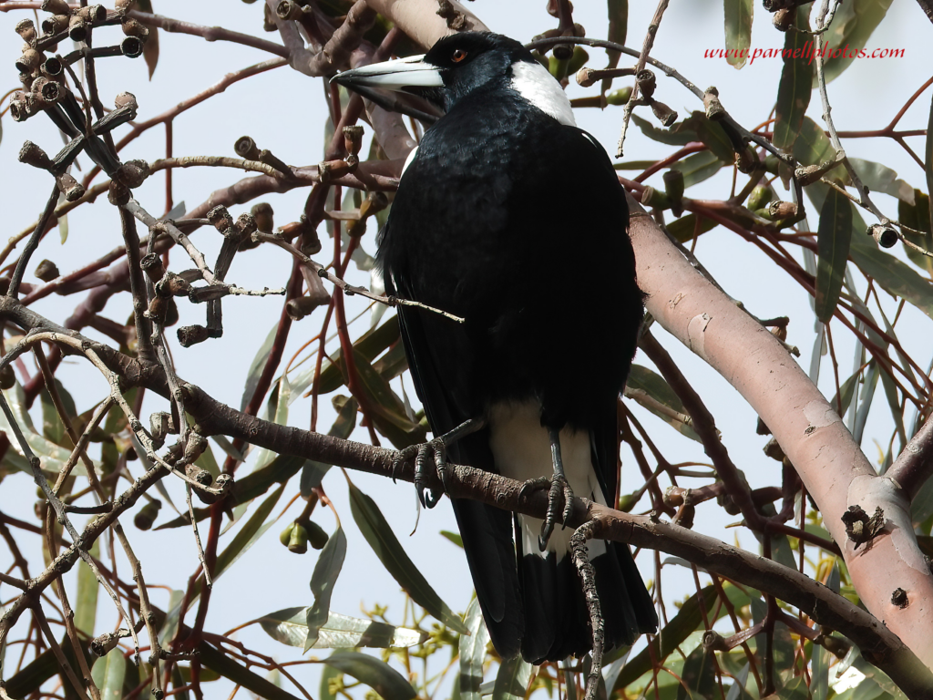 Magpie in Tree